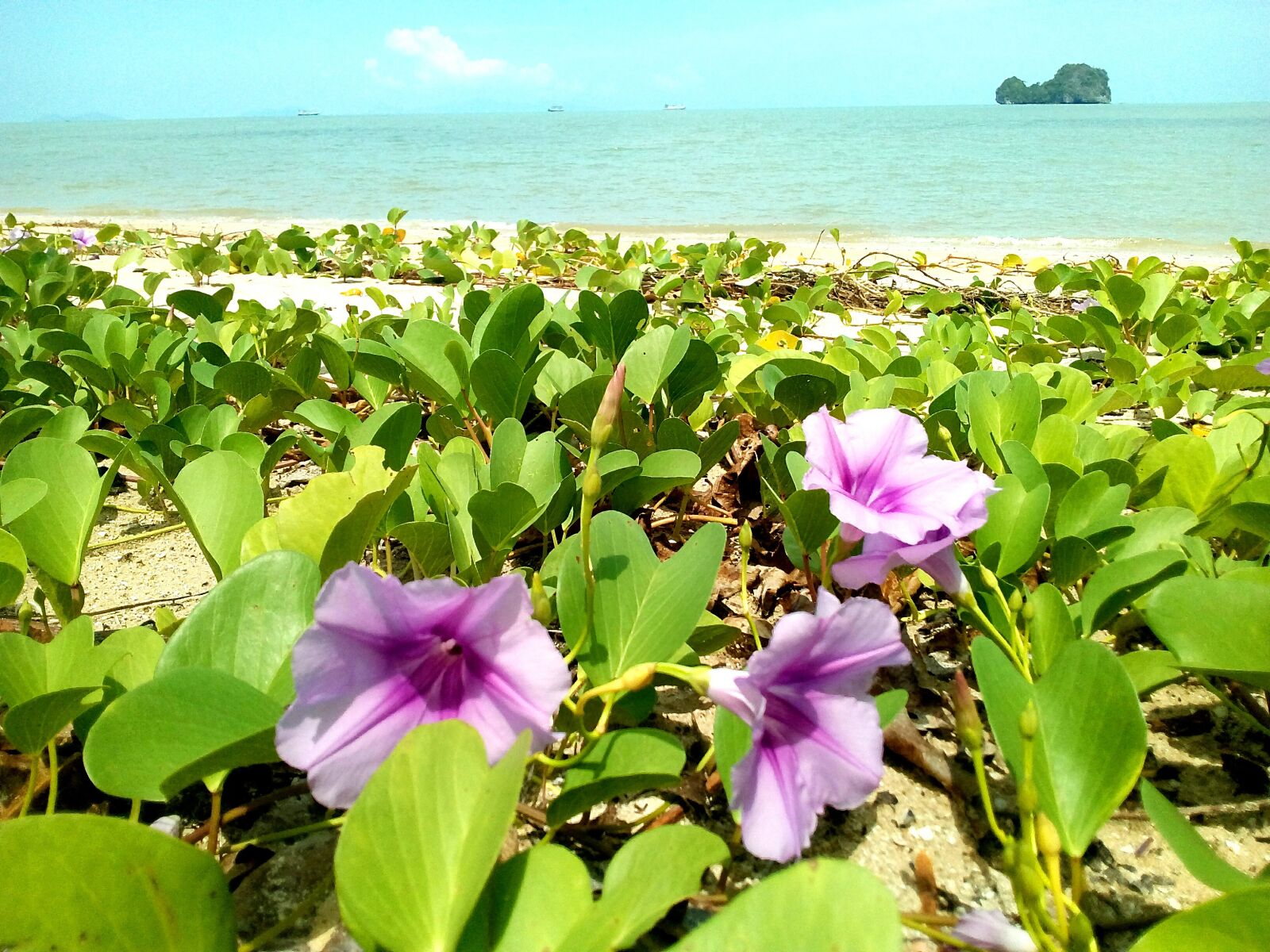 WIKO LENNY3 sample photo. Ipomoea pes caprae, flowers photography