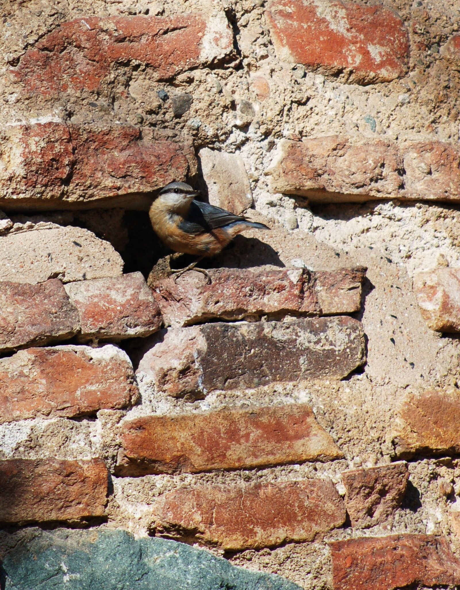 Nikon D50 sample photo. Bird, bricks, mortar photography