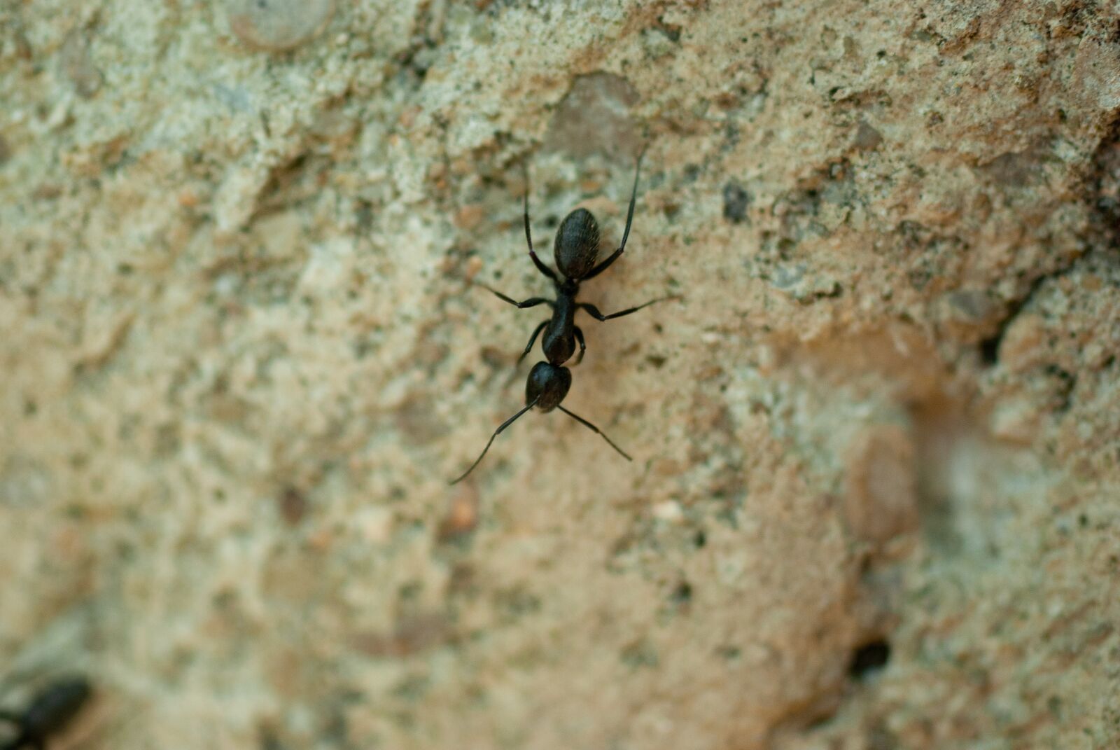Nikon D80 sample photo. Insect, ant, nature photography