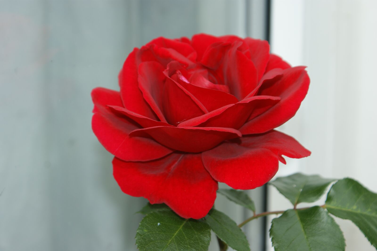 Sony Alpha DSLR-A350 sample photo. Rose, flower, natural photography