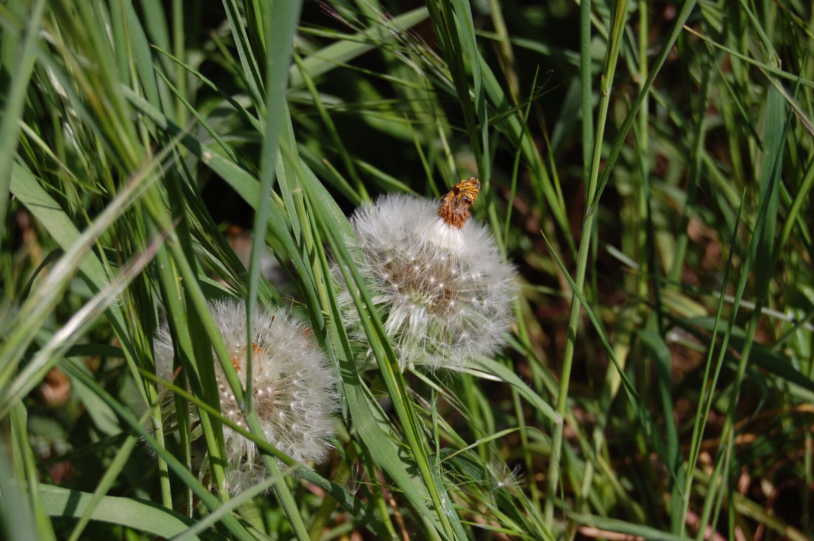 Nikon D40 sample photo. Dandelion, seeds, egrets photography