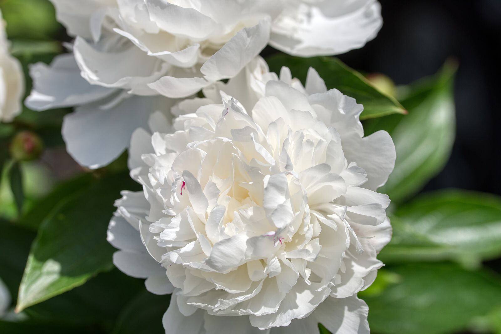 Nikon D750 sample photo. Peony, paeonia, shrub photography