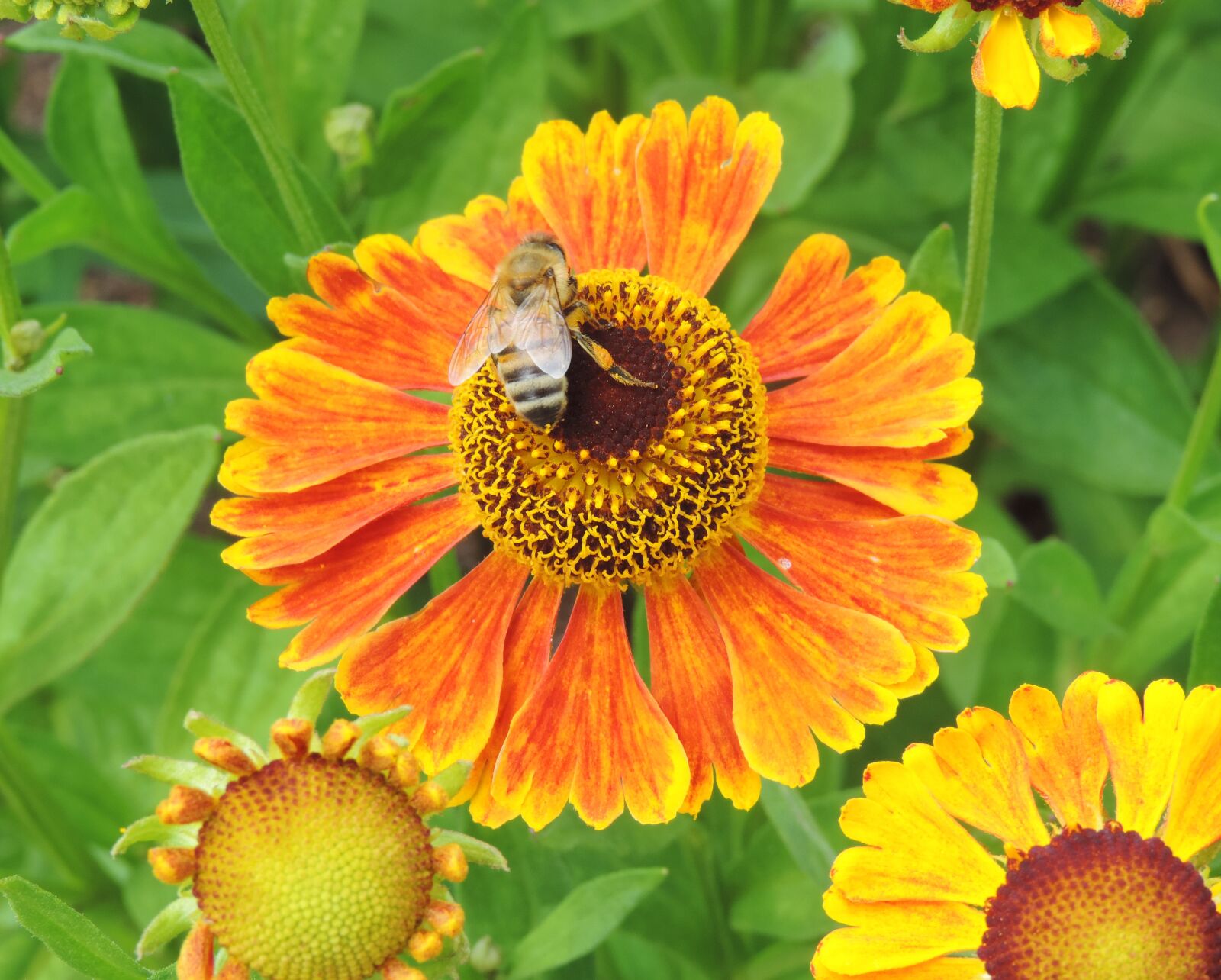 Nikon Coolpix P520 sample photo. Bee, flower, insect photography