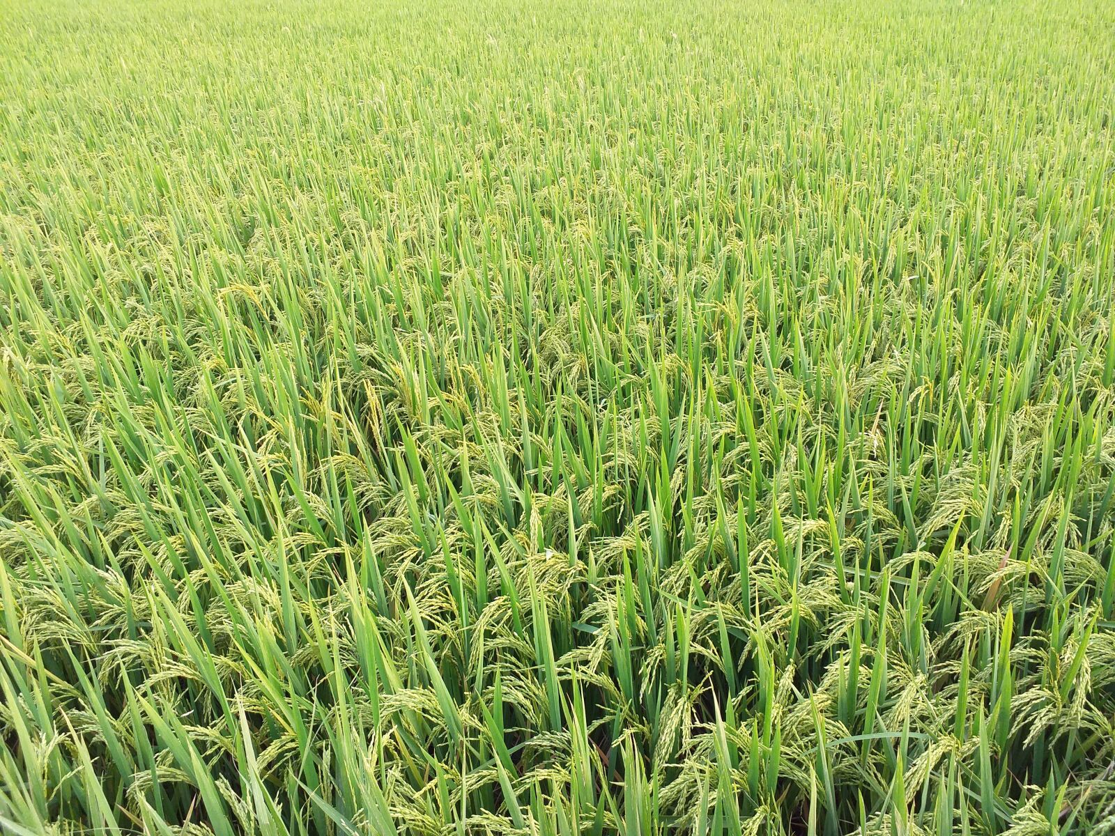 Samsung Galaxy J6+ sample photo. Paddy, farm, rice photography