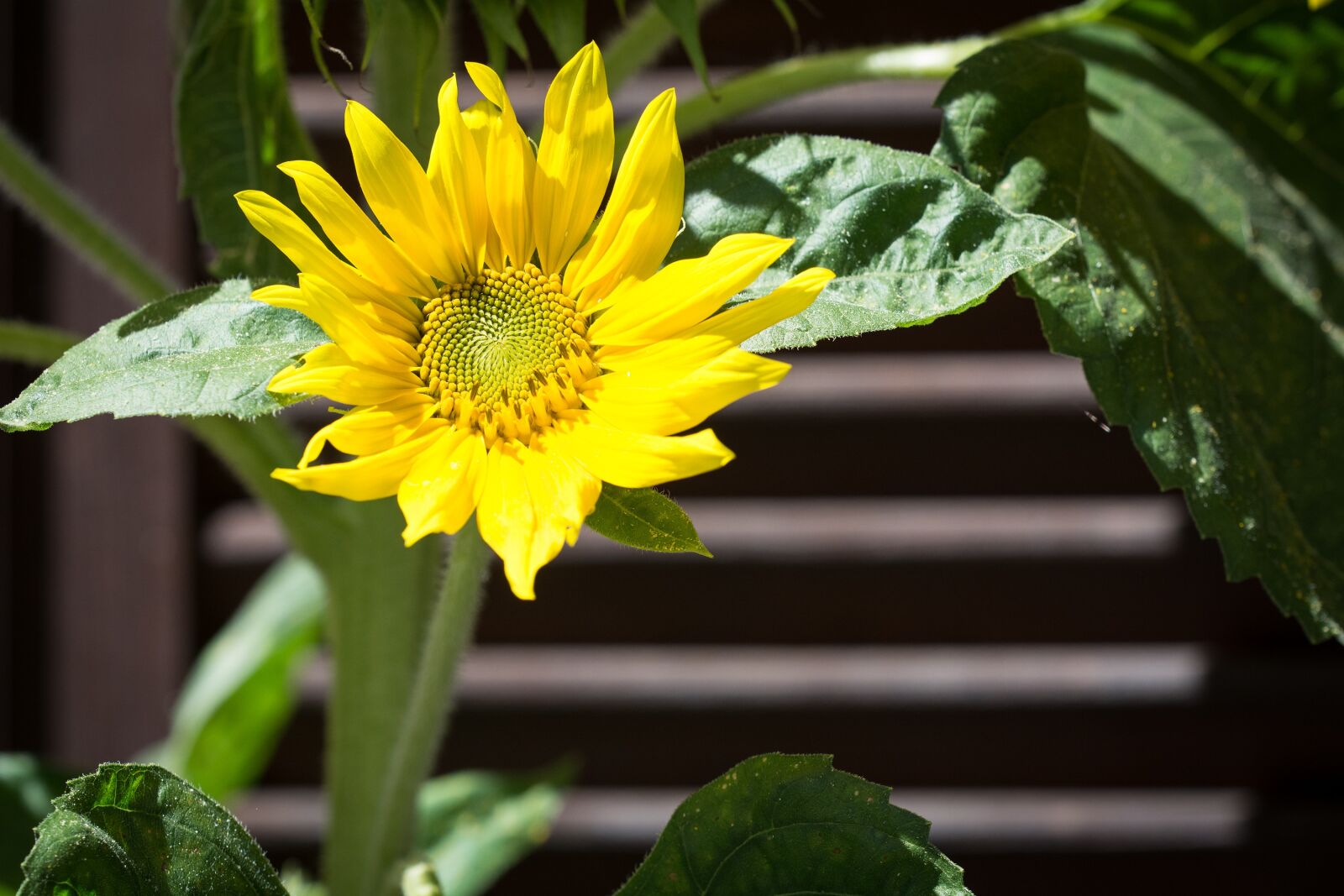 Nikon D7100 sample photo. Sunflower, yellow, blossom photography
