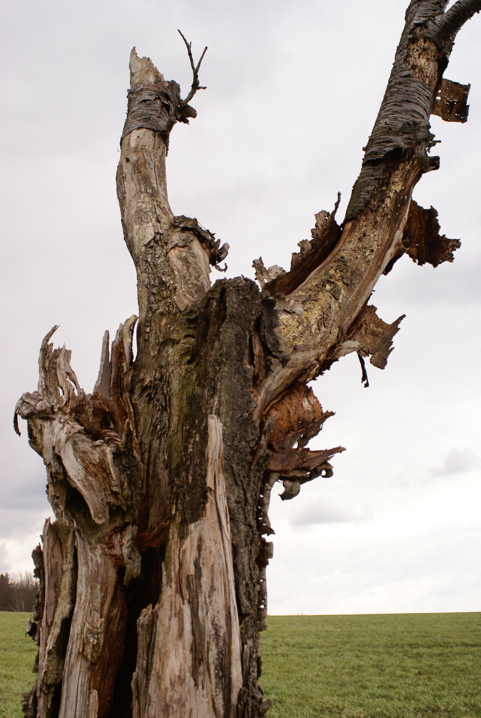 Sony Alpha DSLR-A100 sample photo. Tree, dead, nature photography