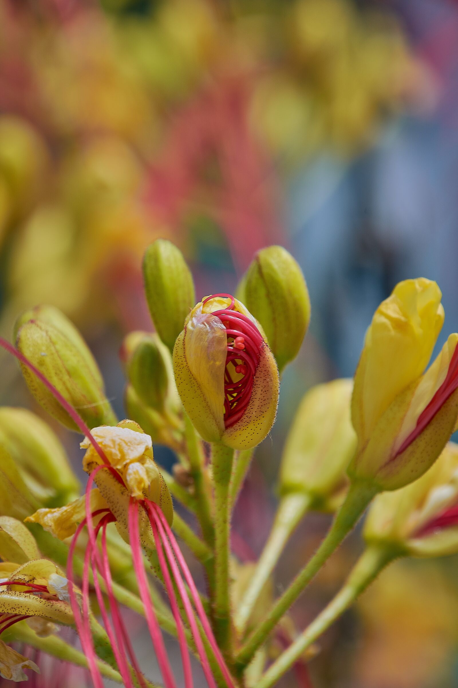 Nikon D7200 sample photo. Caesalpinia, bigotillo, garden photography