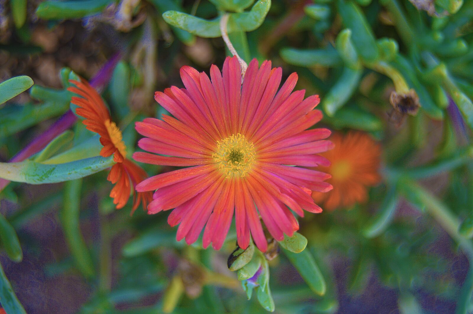 Nikon D3200 sample photo. Flower, orange flower, gross photography