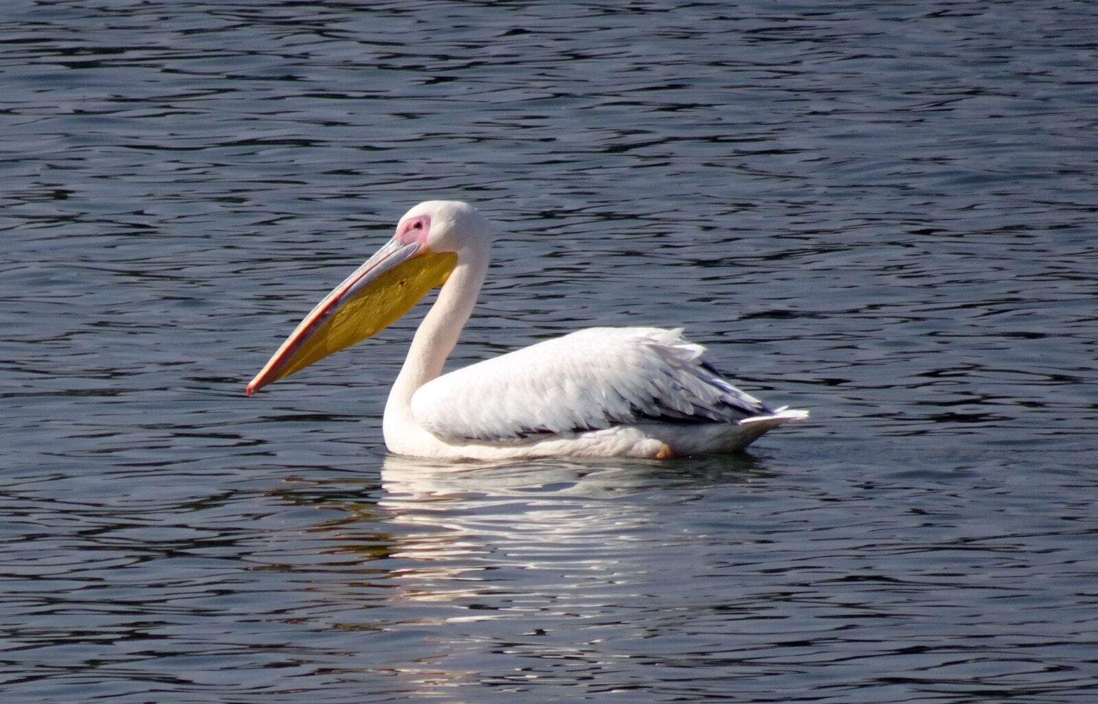 Sony Cyber-shot DSC-HX90V sample photo. Bird, great white pelican photography