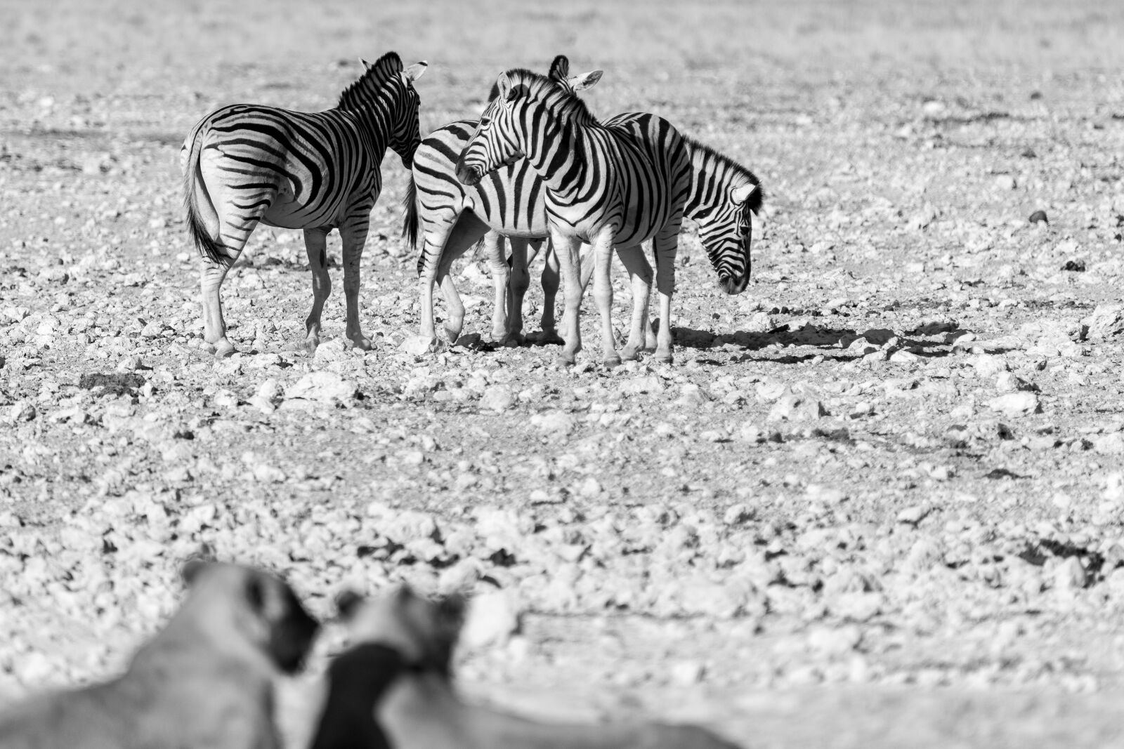 Canon EOS 5D Mark IV + 150-600mm F5-6.3 DG OS HSM | Contemporary 015 sample photo. Lion, zebras, water photography