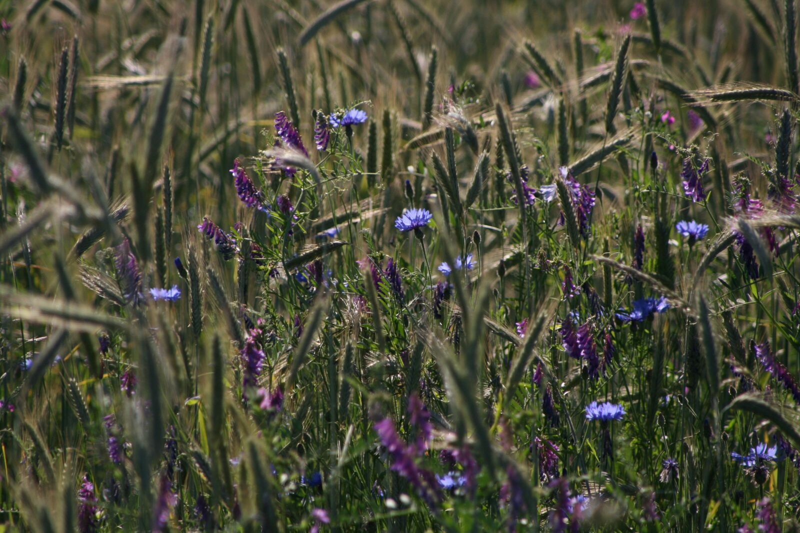 Canon EOS 400D (EOS Digital Rebel XTi / EOS Kiss Digital X) sample photo. Meadow, grain, cornflowers photography