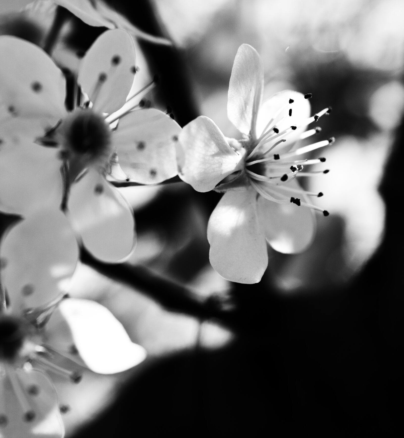Canon EOS 550D (EOS Rebel T2i / EOS Kiss X4) sample photo. Black, white, flower photography