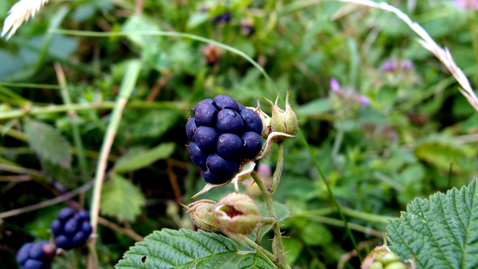 Olympus XZ-1 sample photo. Plants, blackberry, macro photography