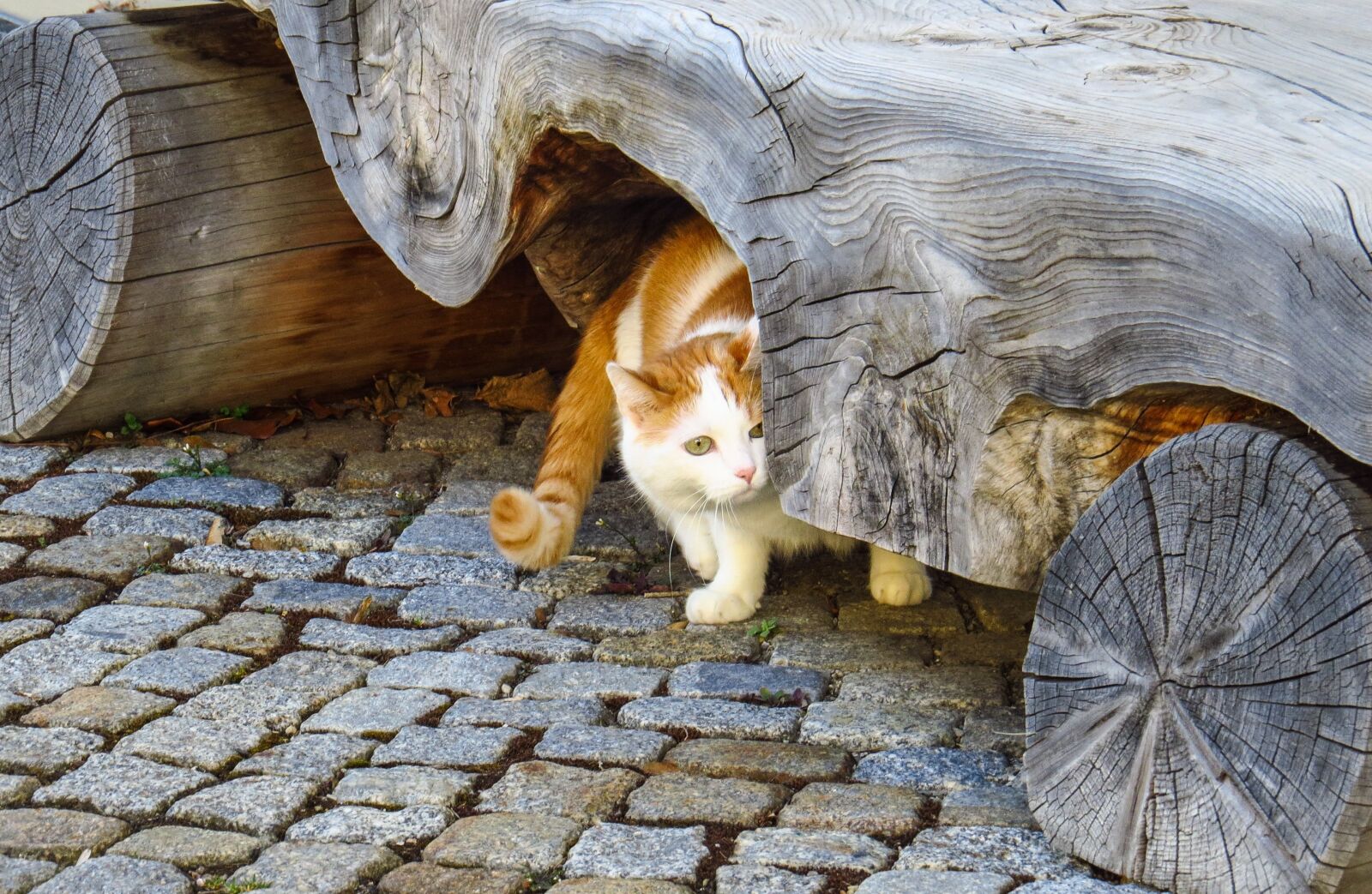 Canon PowerShot SX50 HS sample photo. Cat, pets, bank photography