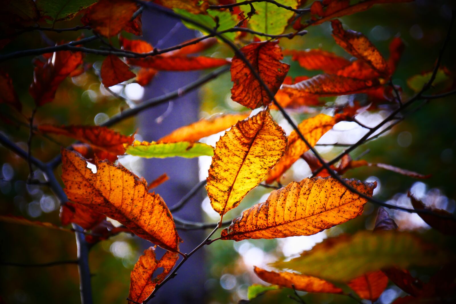 Panasonic Lumix DMC-G85 (Lumix DMC-G80) sample photo. Autumn, autumn leaf, leaves photography