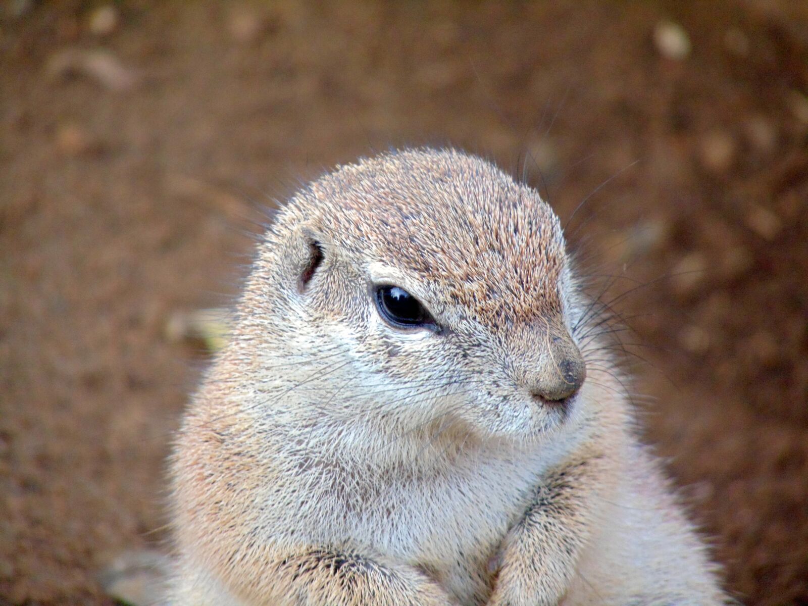 Sony Cyber-shot DSC-H300 sample photo. Cute, wild world, mammal photography