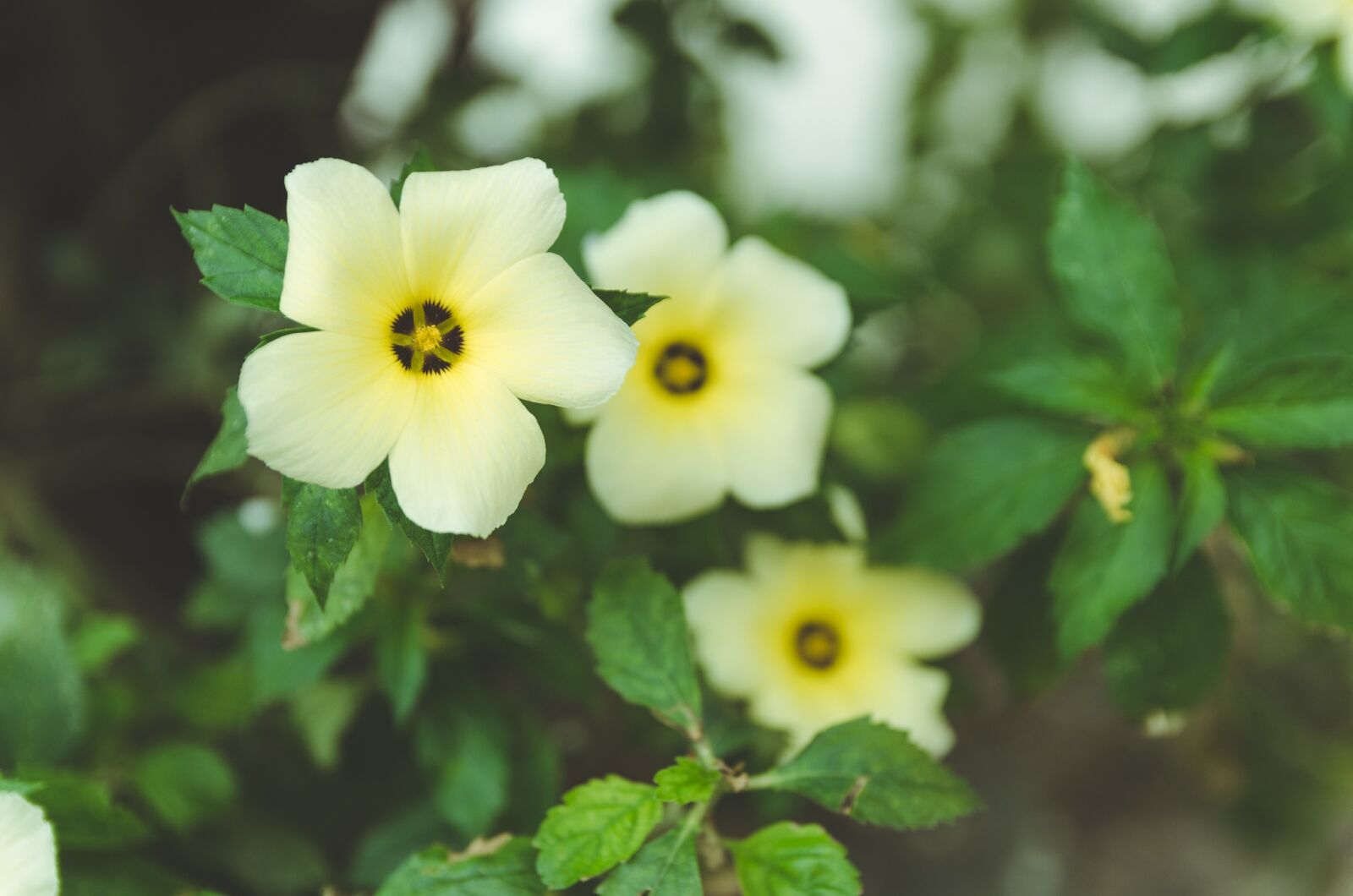 Nikon D5100 sample photo. Flower, nature, white photography