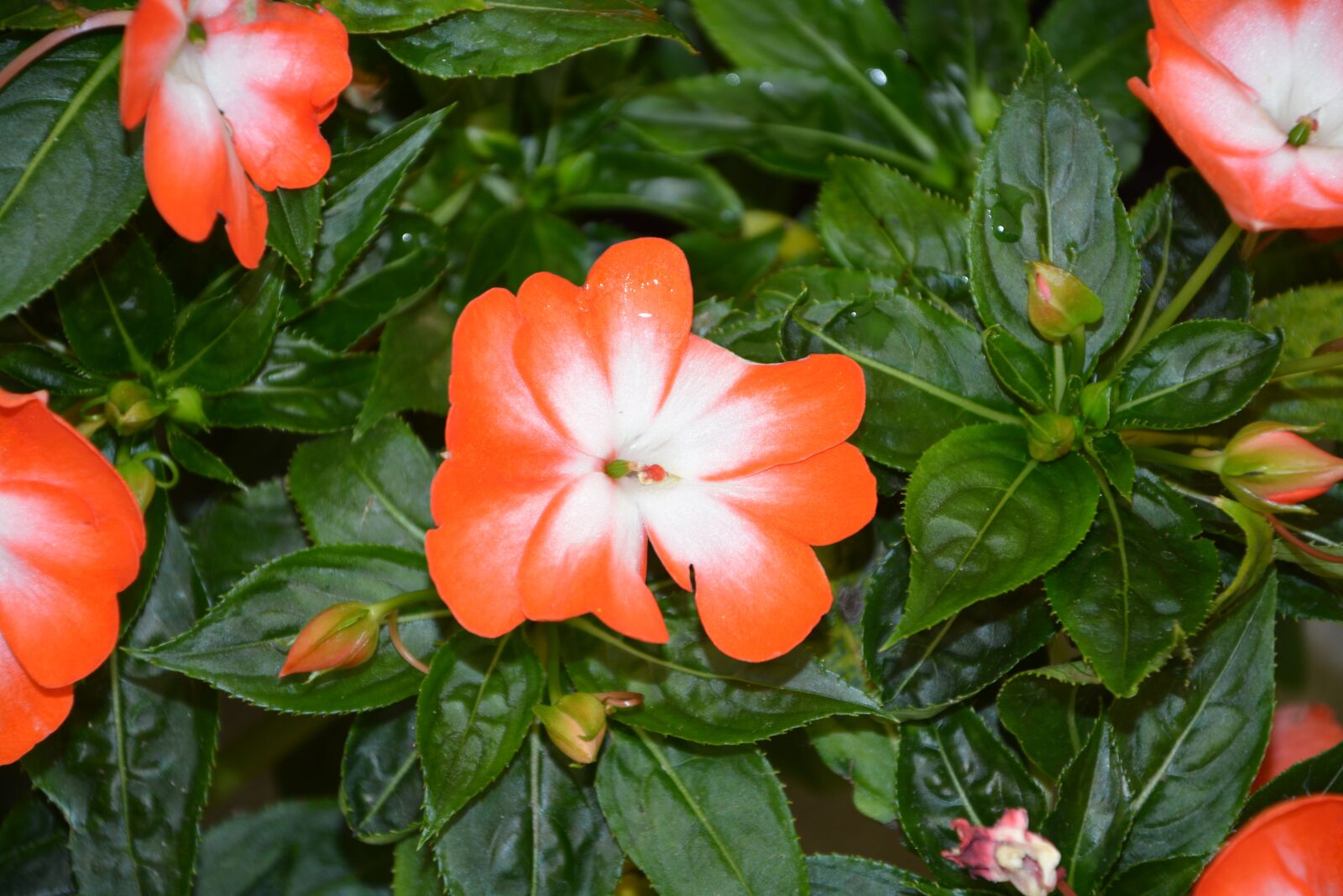 Nikon D5200 sample photo. Flowers, impatiens, red photography