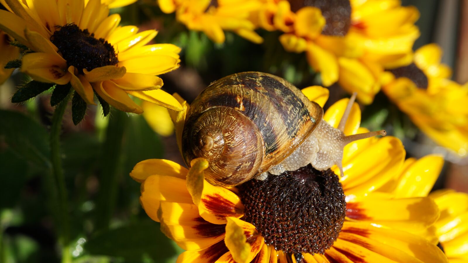 Sony E 30mm F3.5 Macro sample photo. Coneflower, snail, summer photography