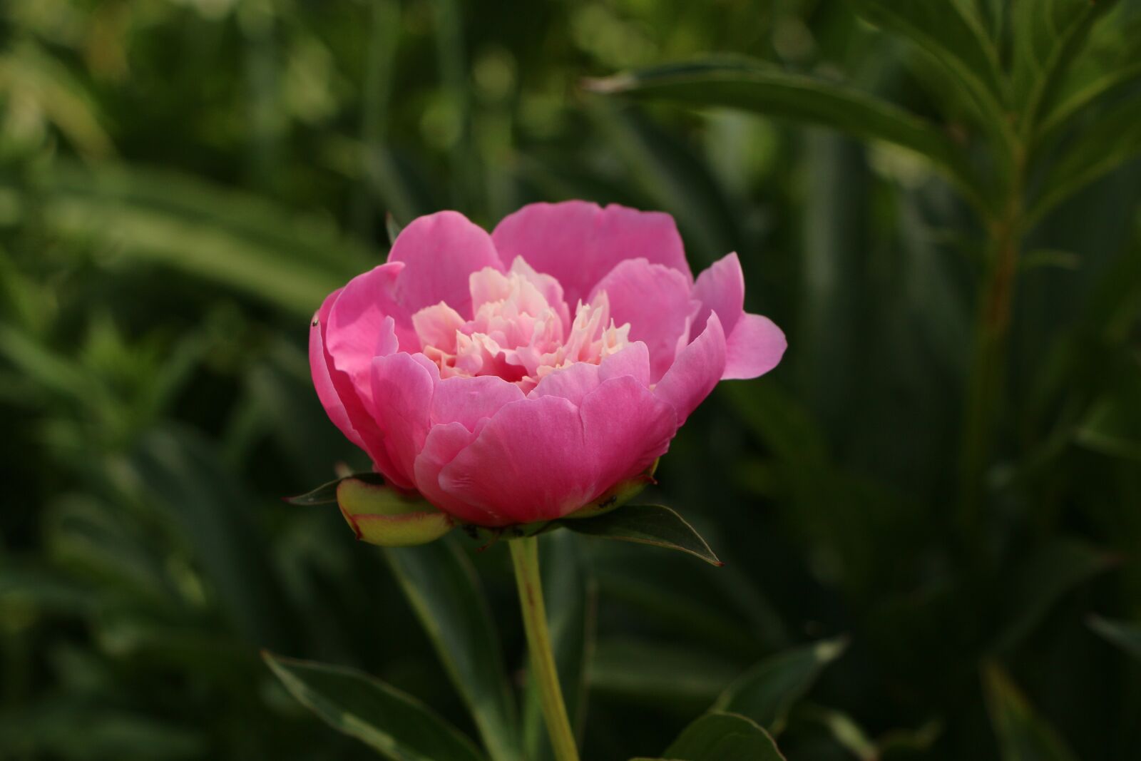 Canon EOS 70D sample photo. Peony, flower, bloom photography