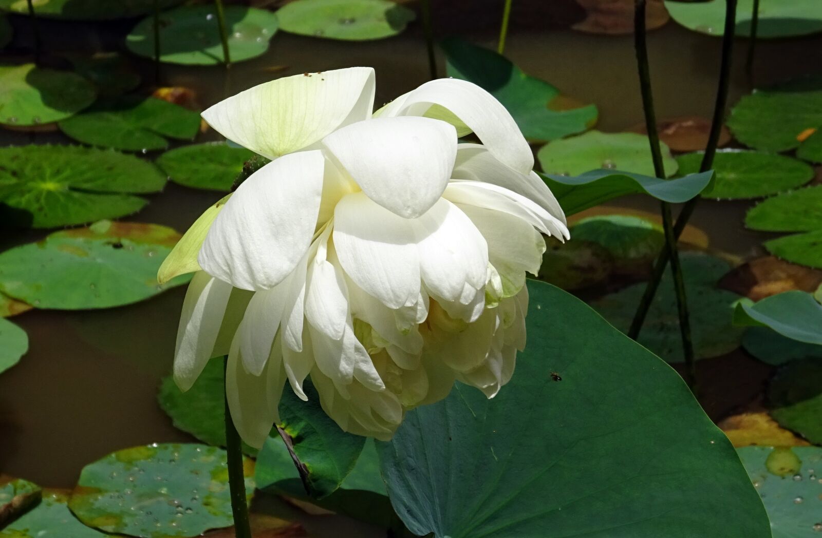 Sony DSC-HX60V sample photo. Lotus, flower, white photography