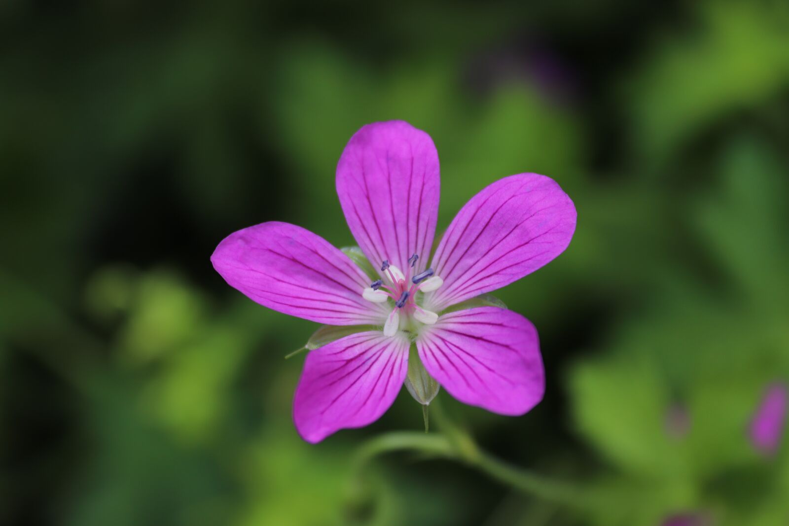 Canon EOS 200D (EOS Rebel SL2 / EOS Kiss X9) sample photo. Flower, blossom, bloom photography