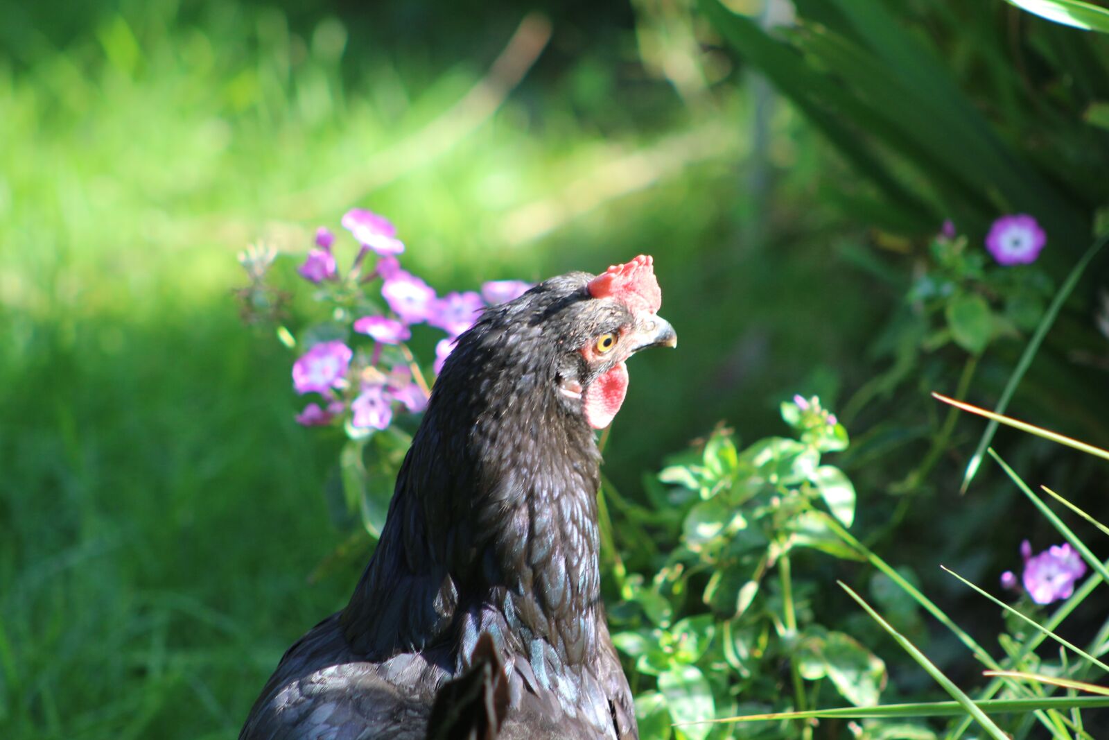 Canon EF75-300mm f/4-5.6 sample photo. Chicken, feather, bird photography