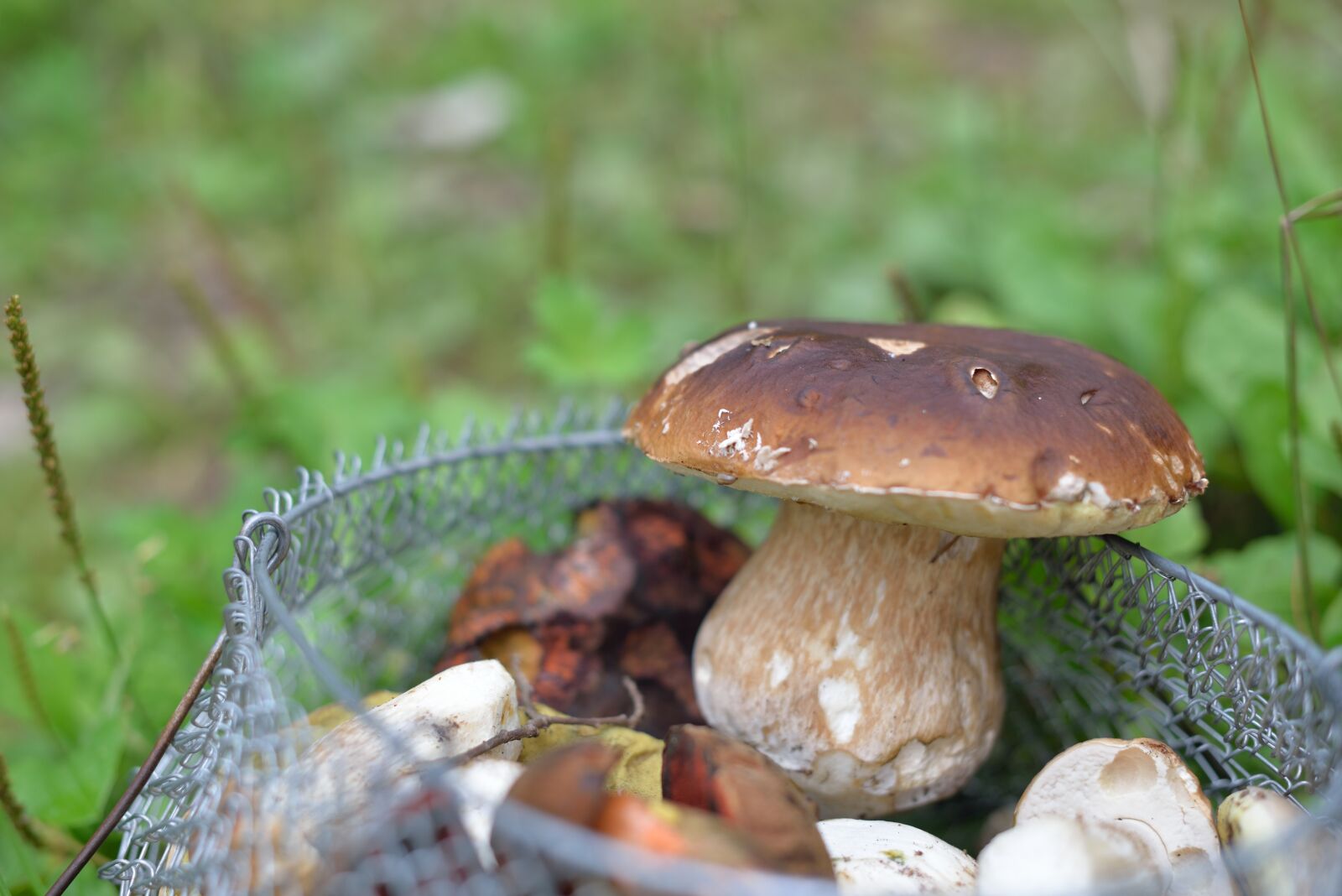 Nikon D610 sample photo. Mushrooms, mushroom, forest mushrooms photography