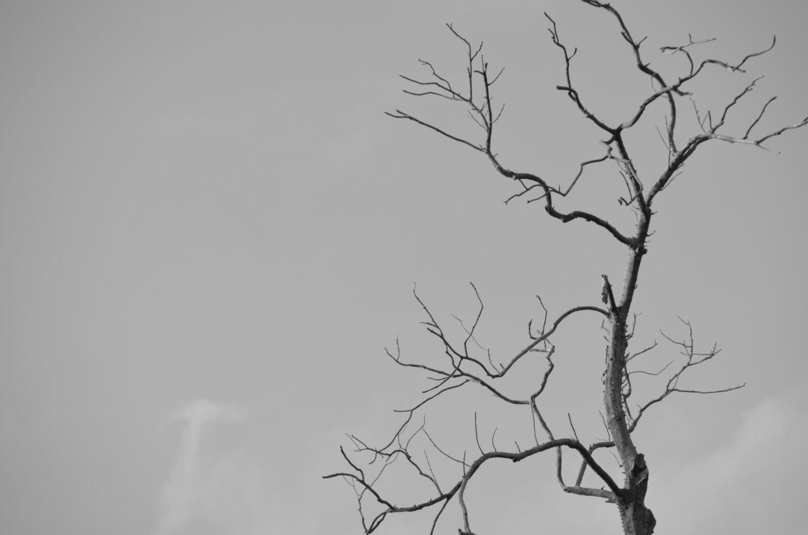 Nikon D5100 sample photo. Dry, tree, seco photography