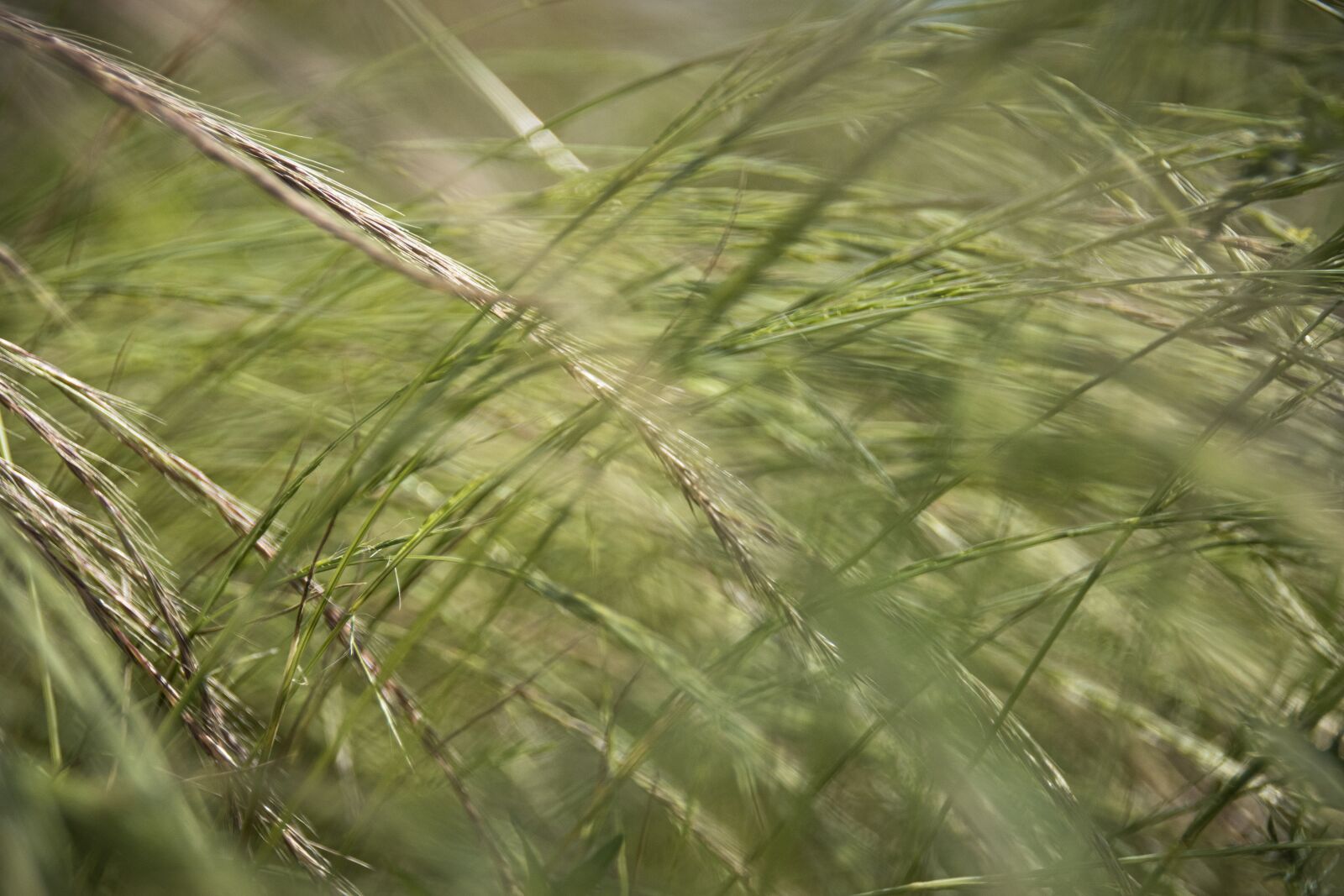 Nikon D5500 sample photo. Meadow, grass, rush photography