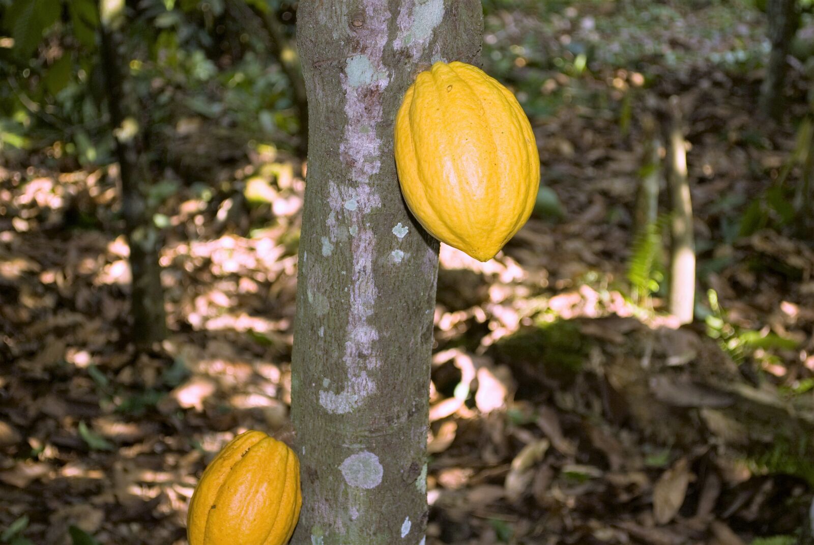 Nikon D200 sample photo. Cocoa, ghana, pods photography
