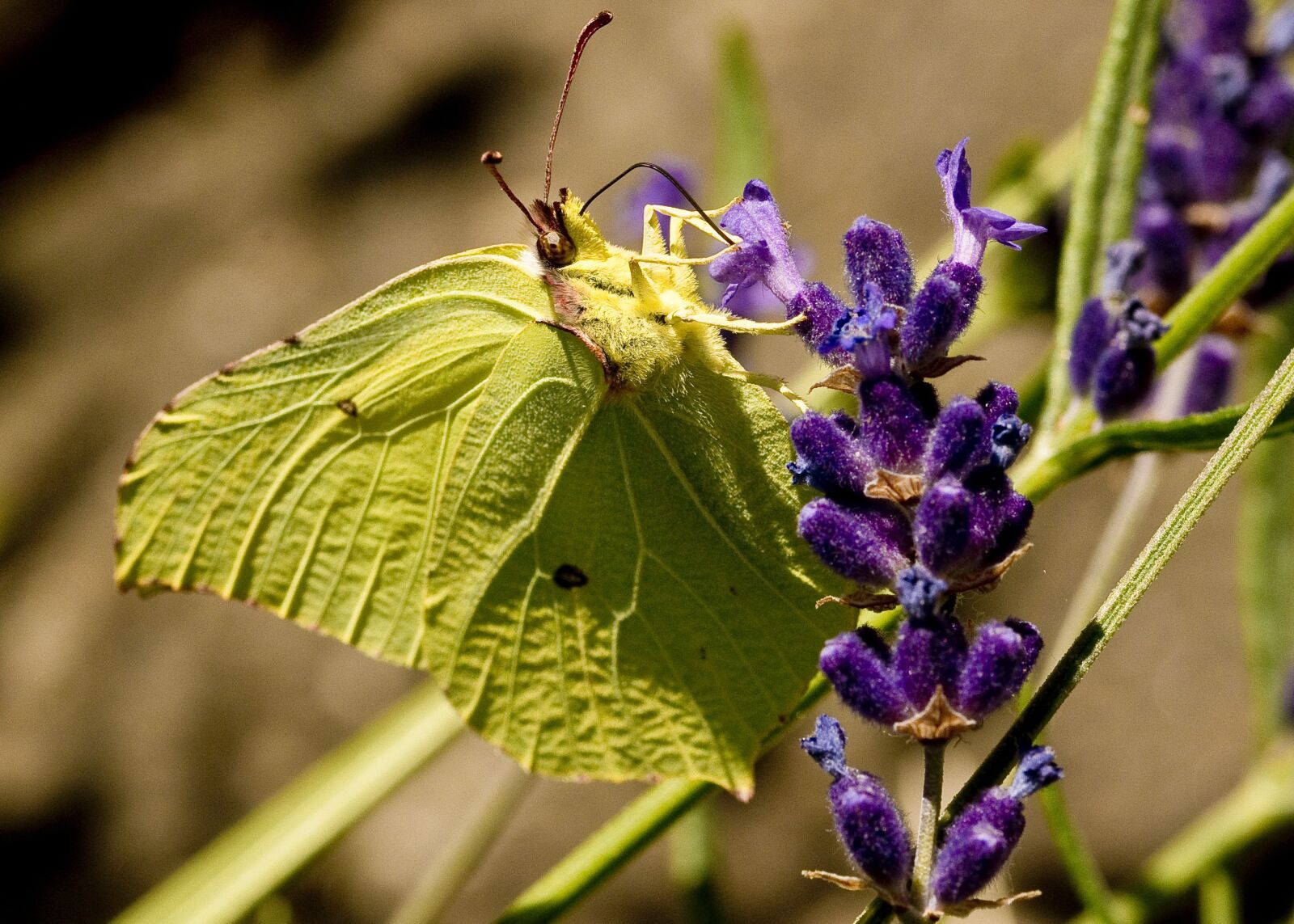 Nikon D500 sample photo. Nature, butterfly, insect photography