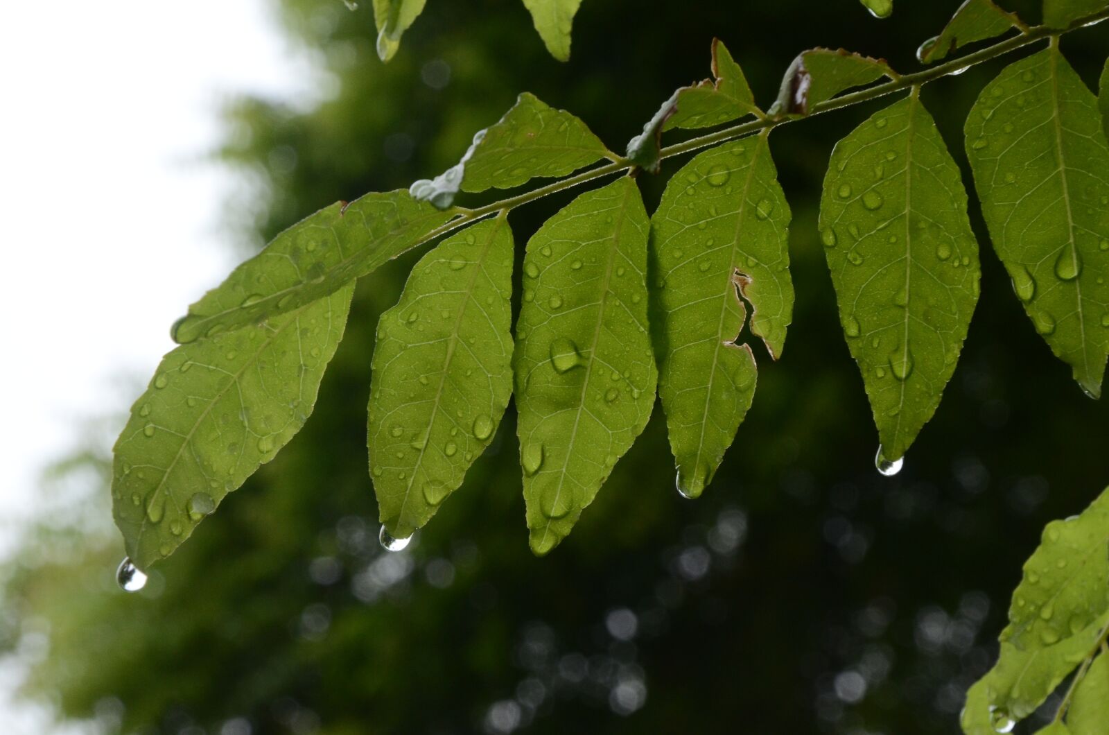 Nikon D7000 sample photo. Leaf, nature, flora photography