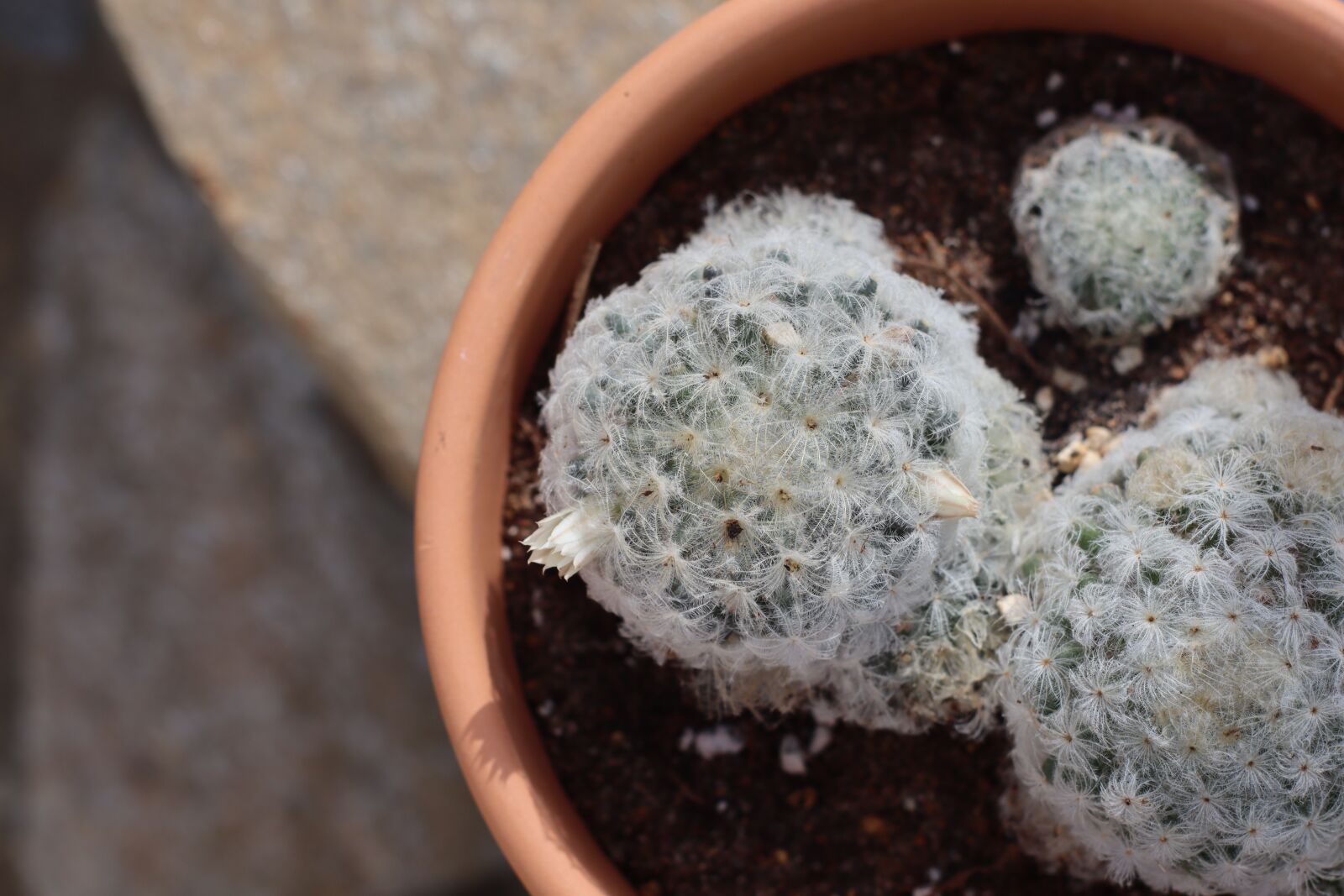 Canon EOS M50 (EOS Kiss M) sample photo. Mammillaria plumosa, mammillaria, cactus photography