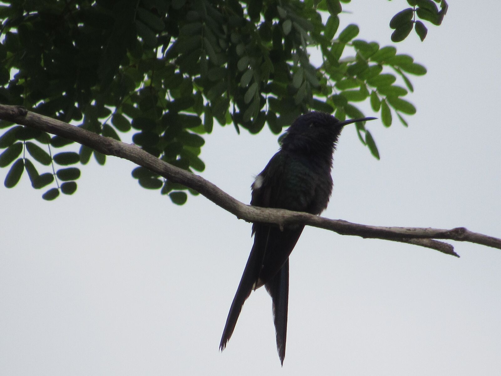 Canon PowerShot SX530 HS sample photo. Bird, nature, animal photography