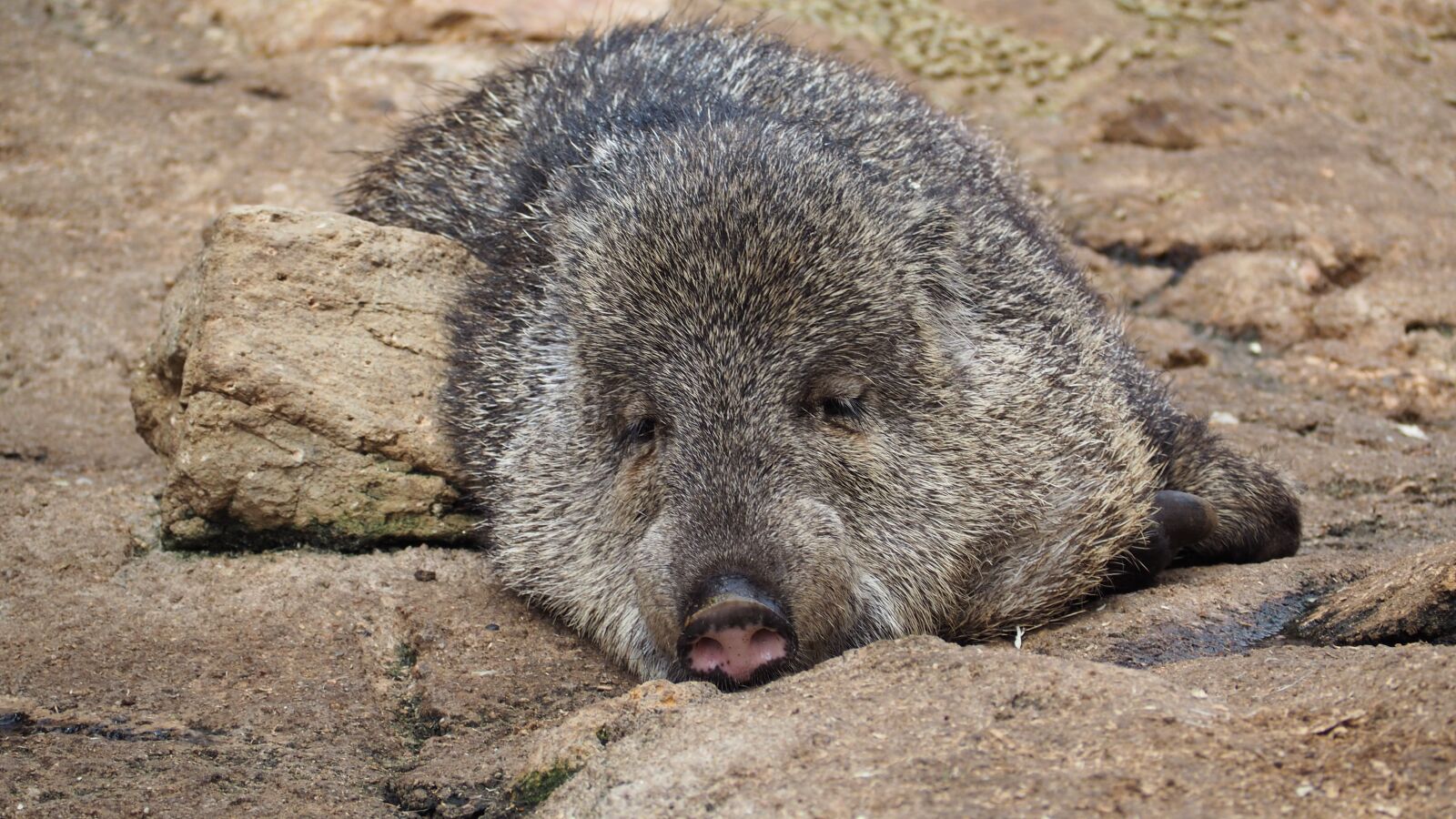 Olympus OM-D E-M10 II sample photo. Collared peccary, animal, zoo photography