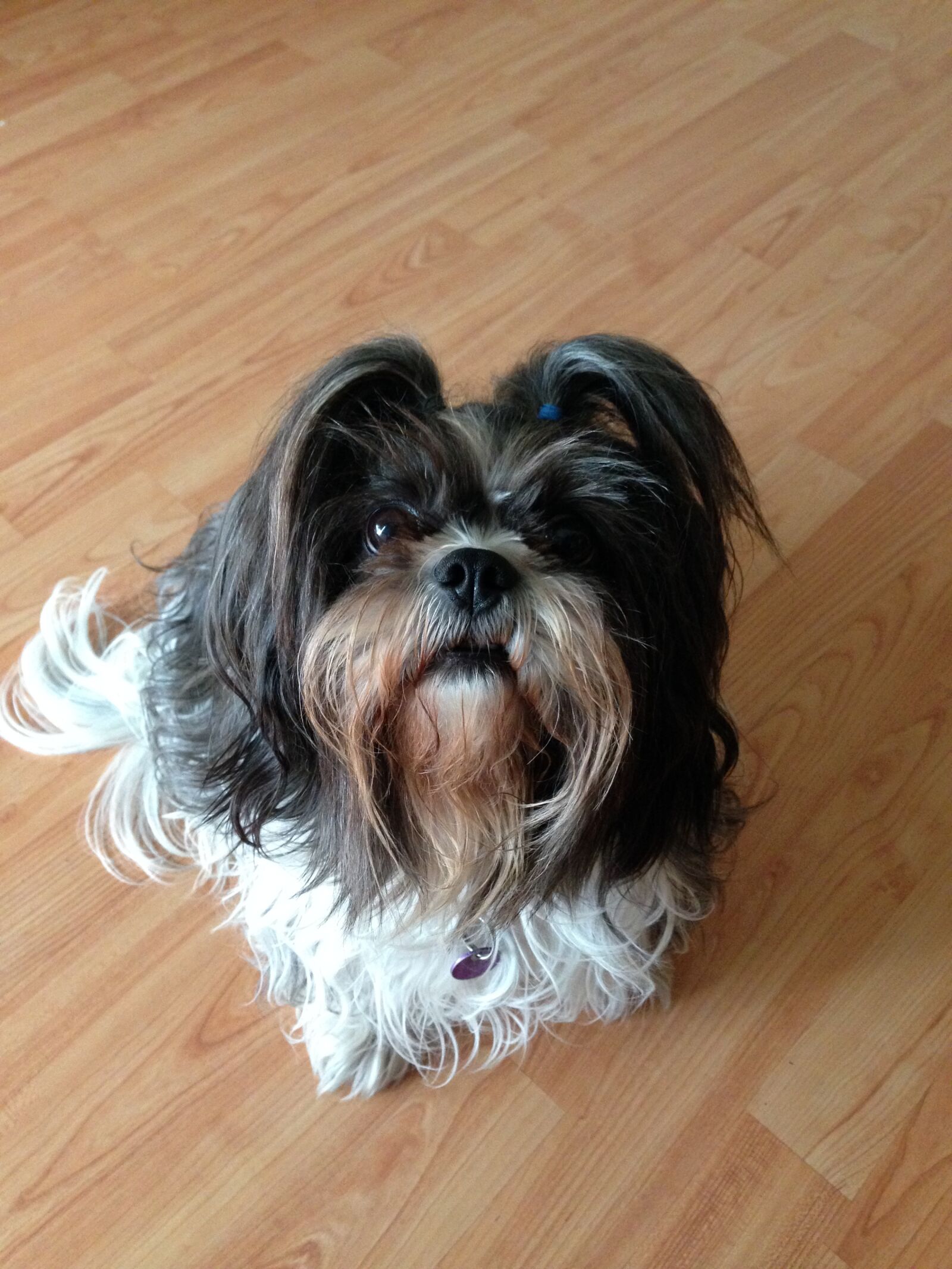 iPhone 5 back camera 4.12mm f/2.4 sample photo. Shih, tzu, dog photography