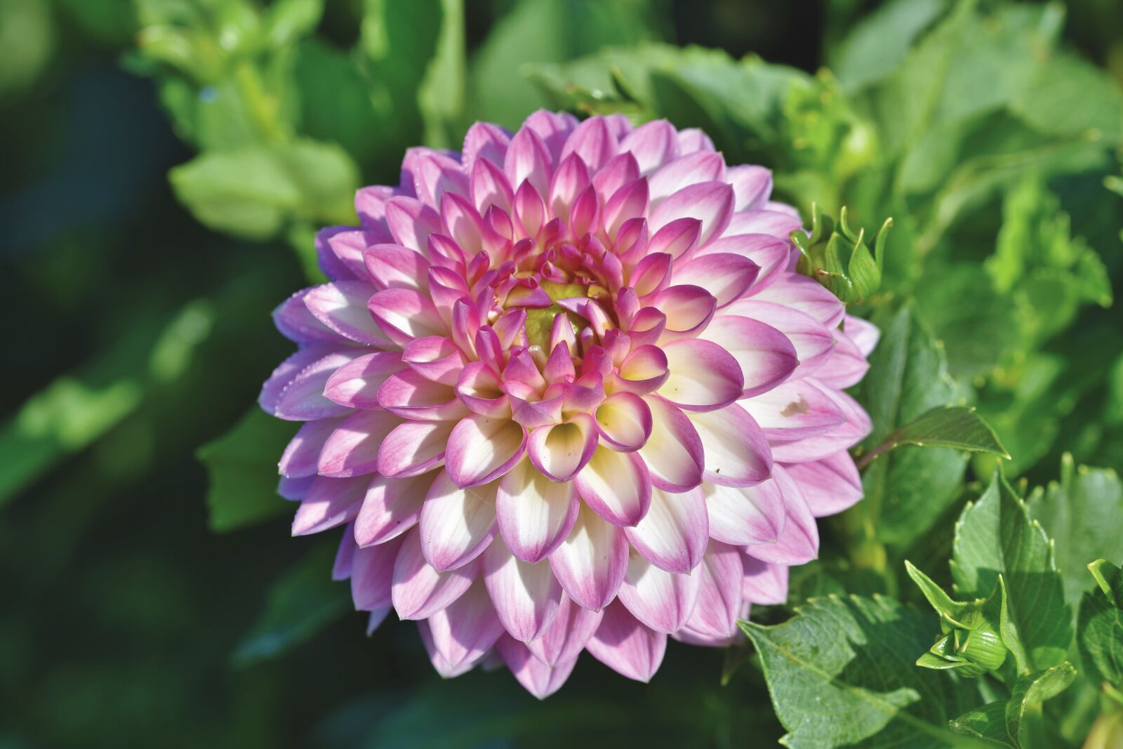 Nikon D7200 sample photo. Dahlia, dahlias bud, flower photography