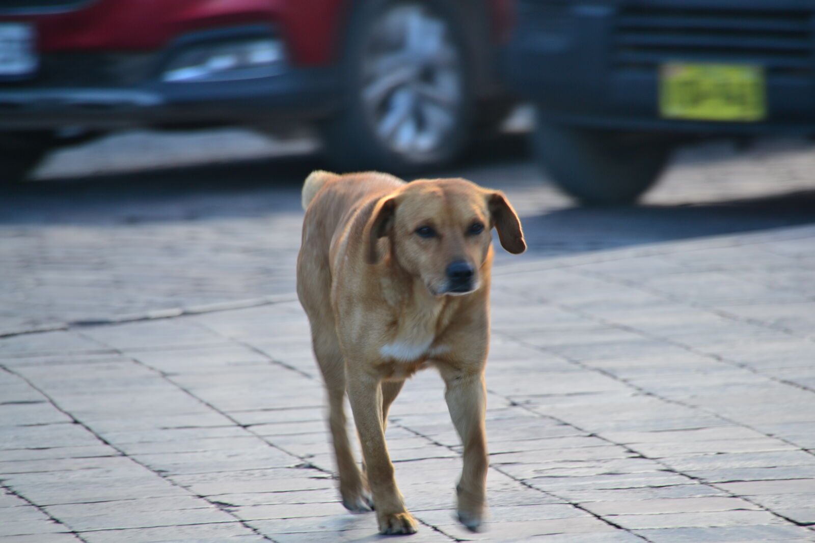Nikon D3100 sample photo