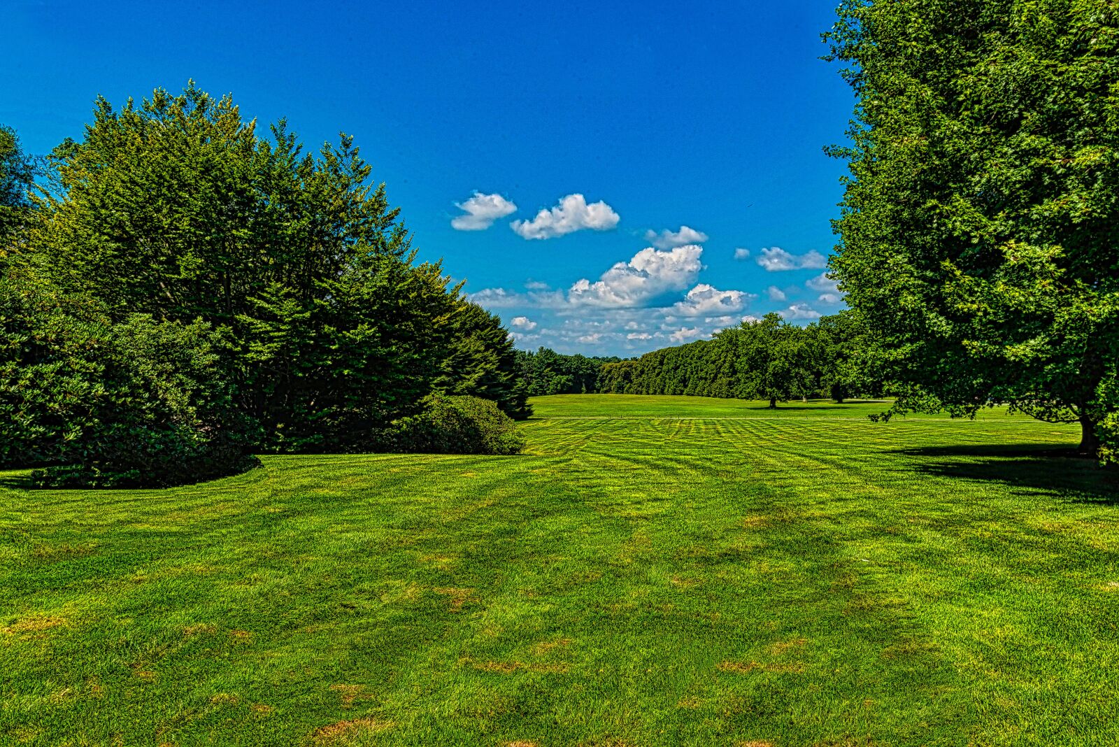 Nikon D750 sample photo. Open field, trees, blue photography
