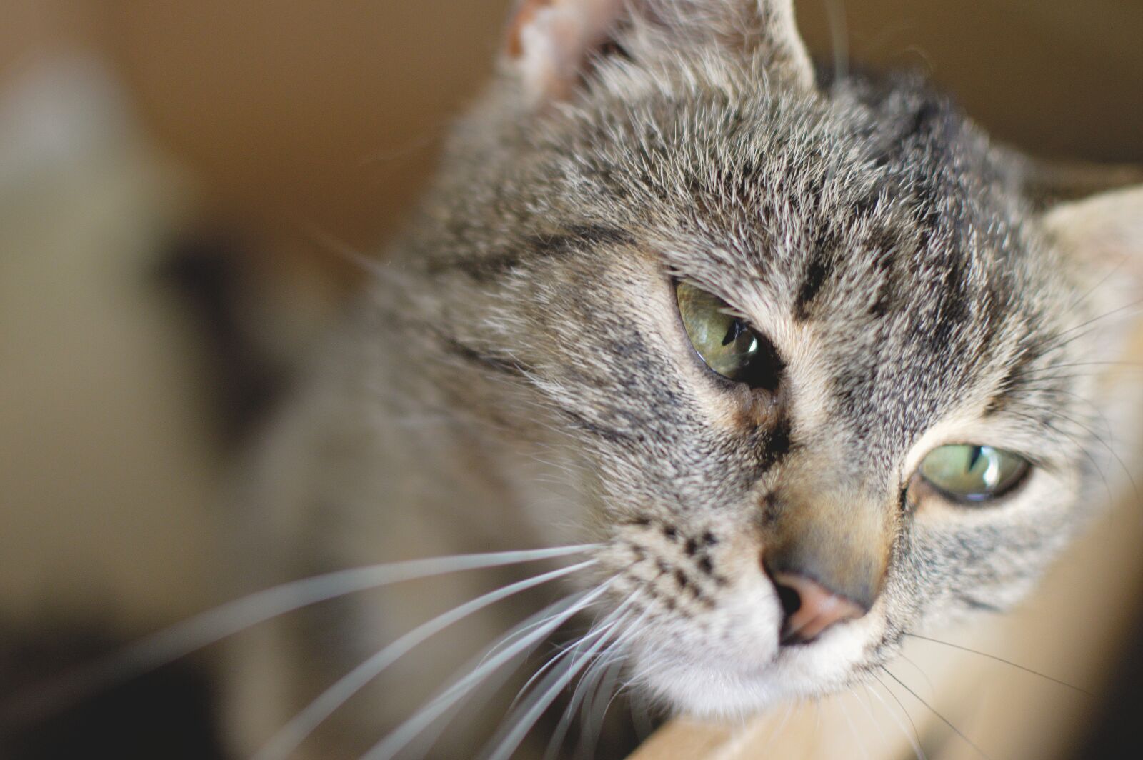 Nikon D3200 sample photo. Cat, cats, animals photography