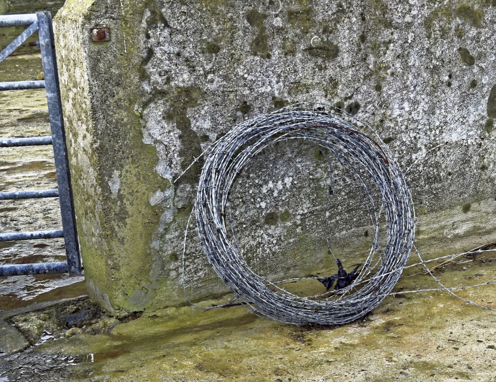 Nikon D3300 sample photo. Barb wire, farm, wire photography