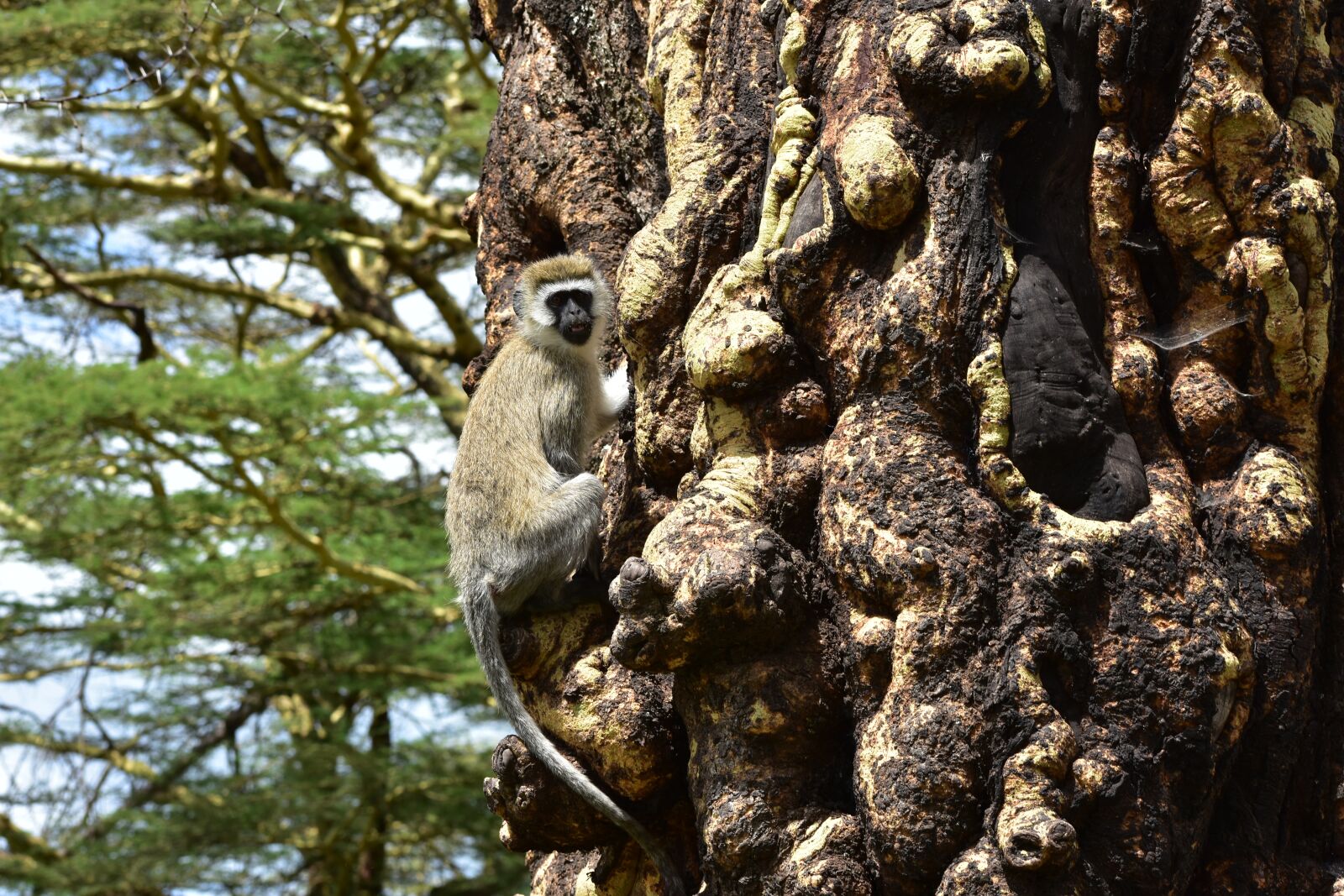 Nikon D7200 sample photo. Monkey, animals, primacy photography