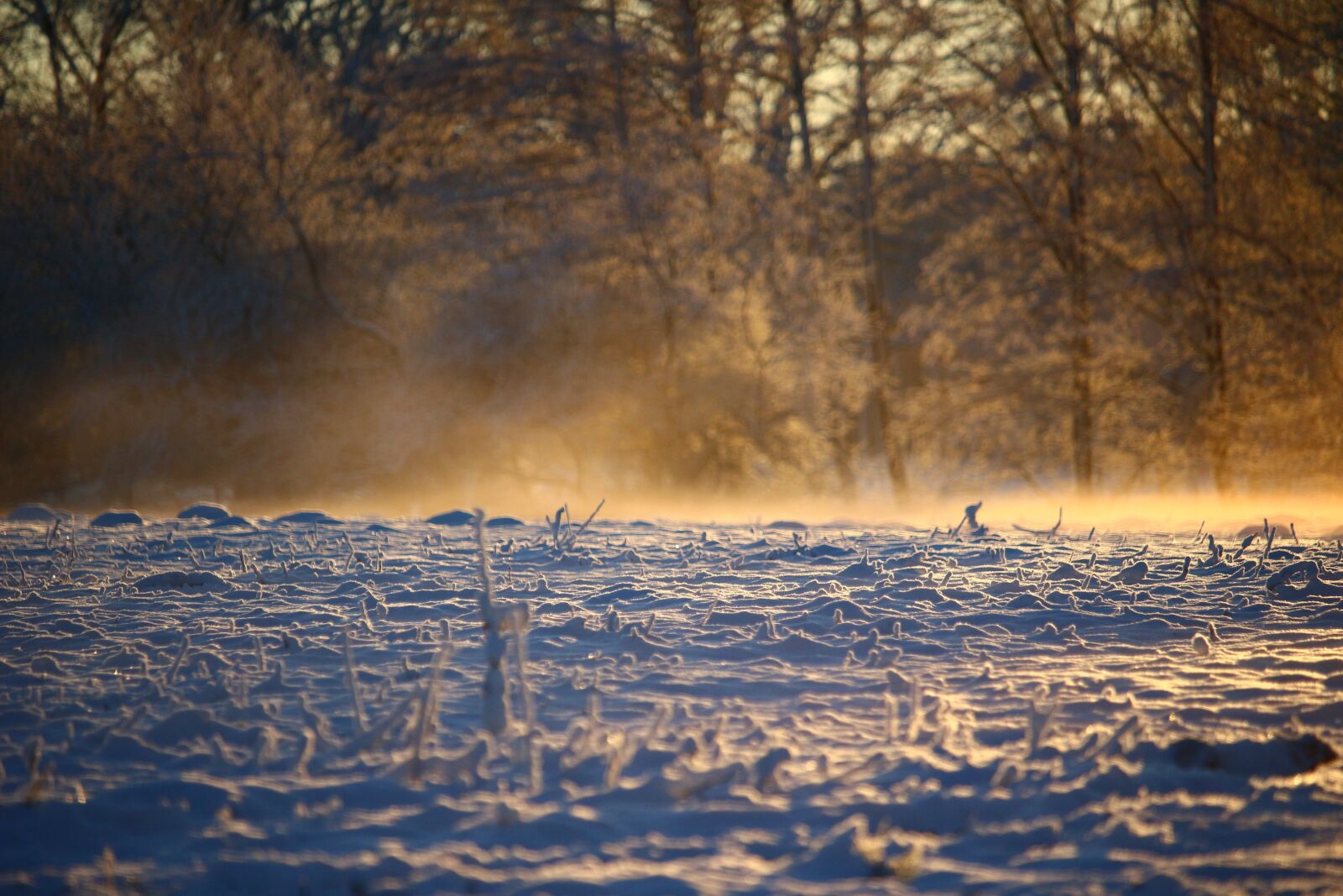 Canon EOS 100D (EOS Rebel SL1 / EOS Kiss X7) sample photo. Winter, fog, snow photography