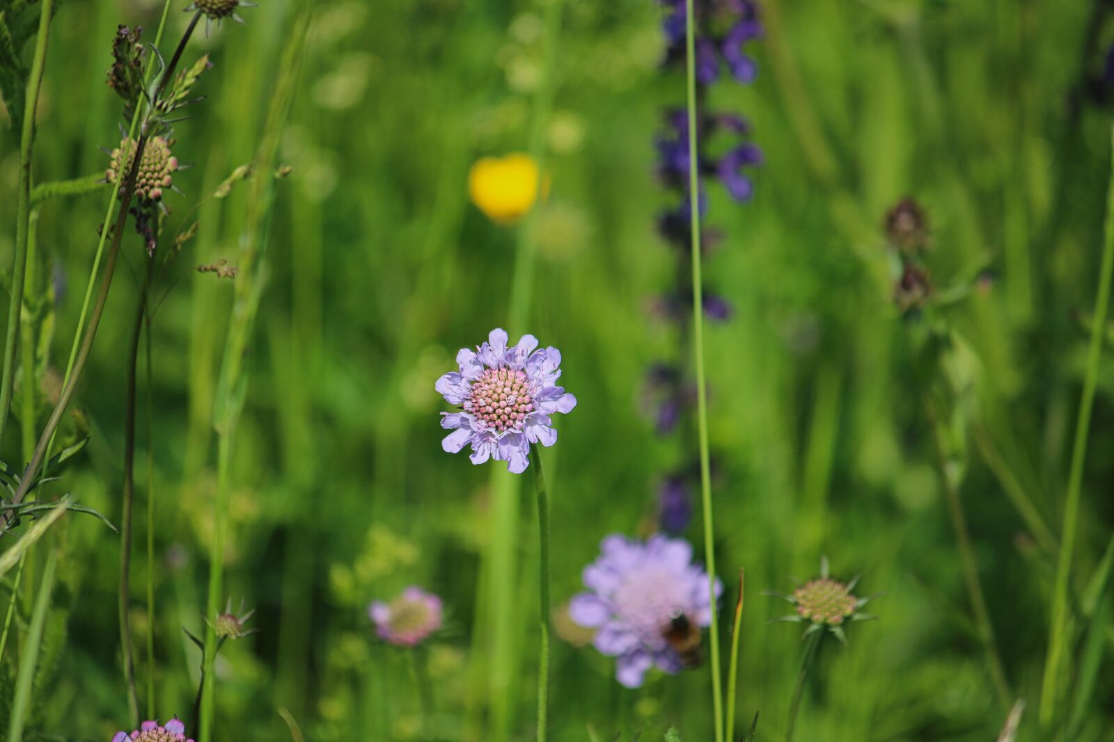 Canon EOS 70D + Canon EF-S 55-250mm F4-5.6 IS sample photo. Scabiosa, botanical, species photography