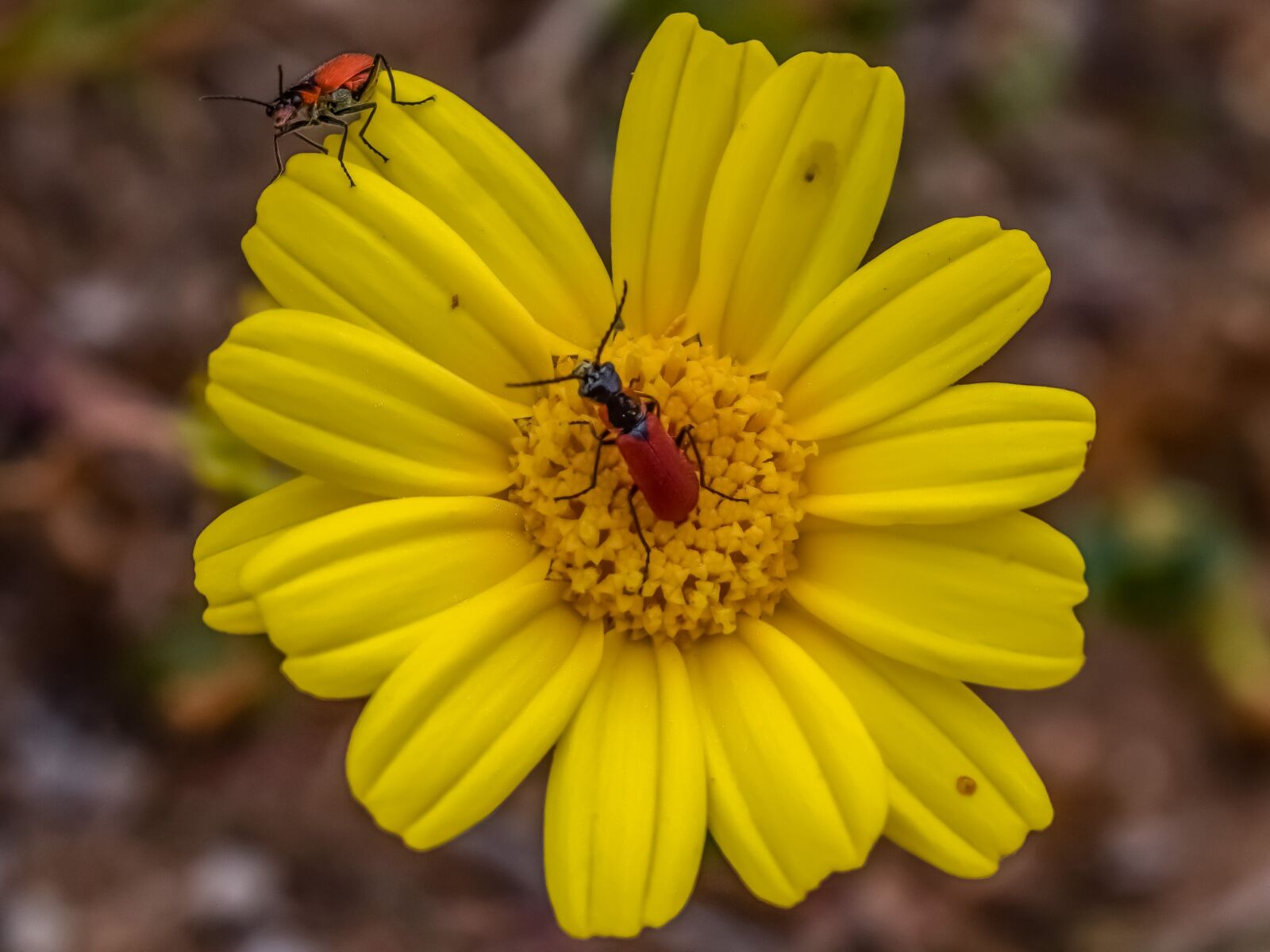 Nikon D3300 sample photo. Nature, flora, flower photography