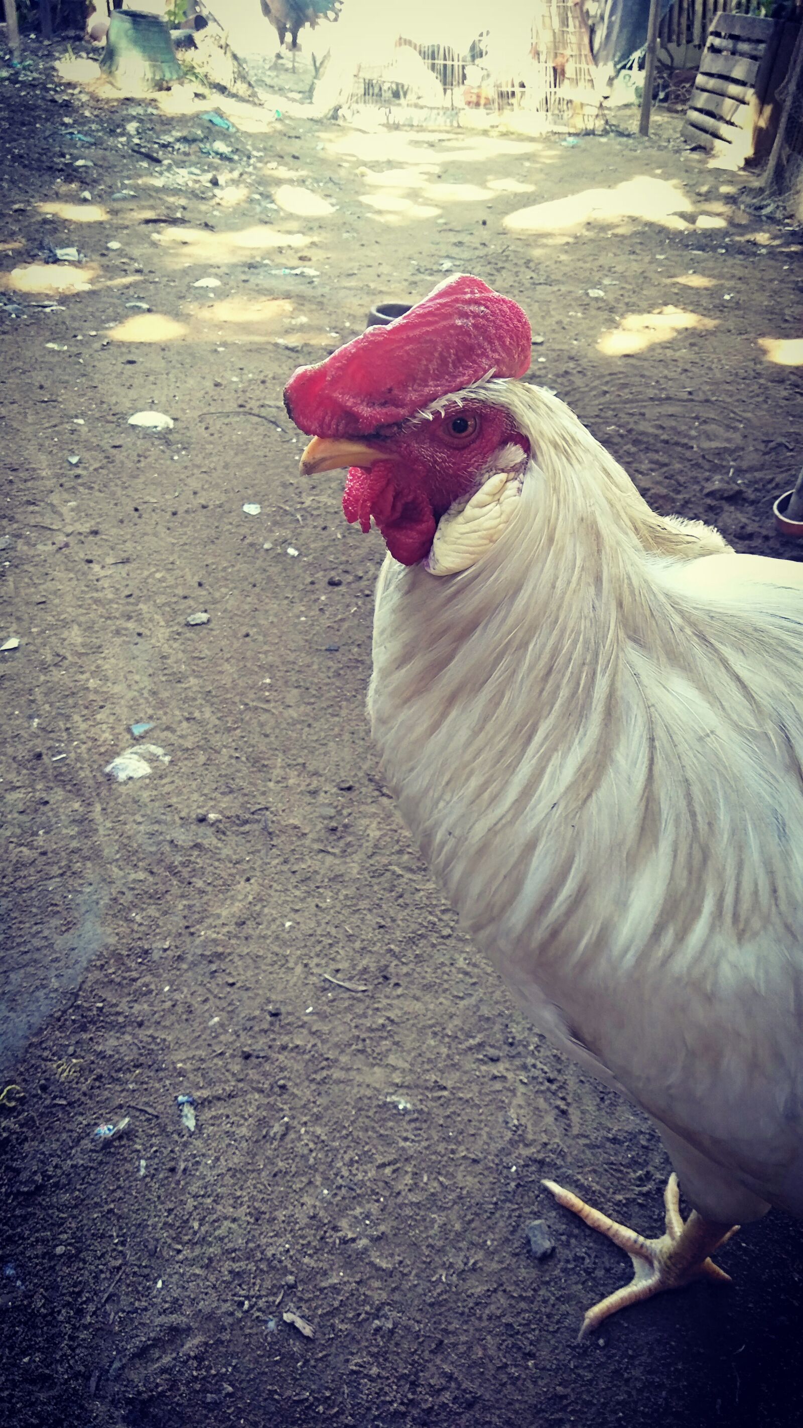 OPPO CPH1801 sample photo. Chicken, rooster, animal photography