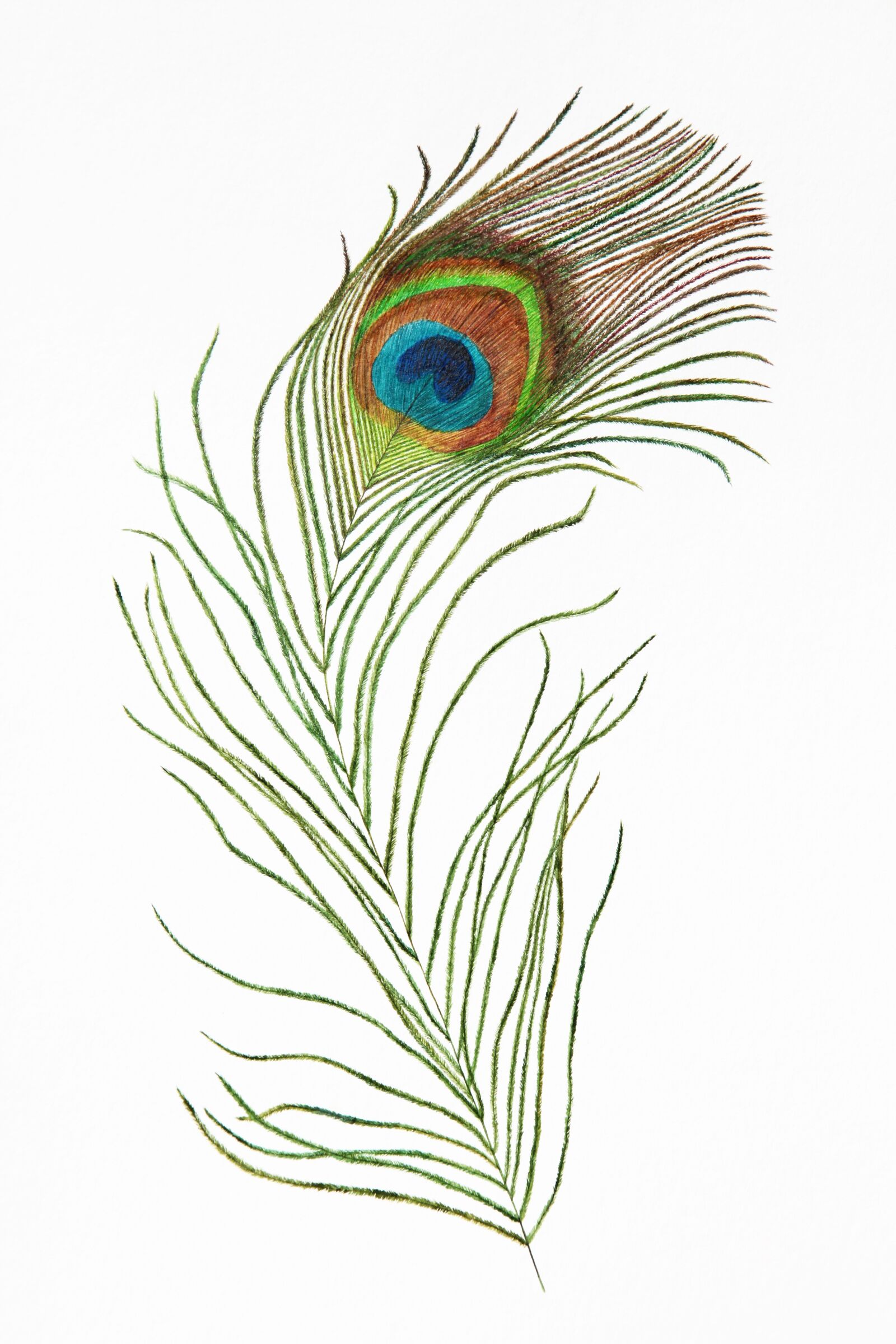 Canon EOS 5D Mark II sample photo. Peafowl, peacock, bird photography