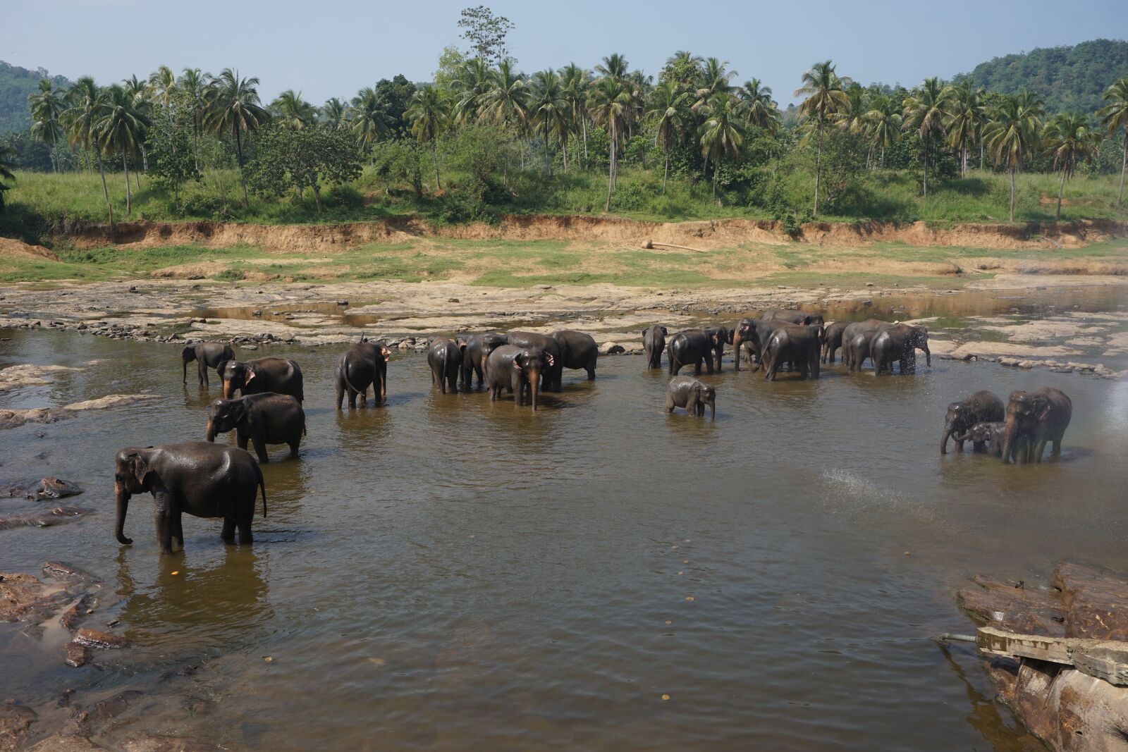 Sony a6000 sample photo. Elephant, bath, river photography