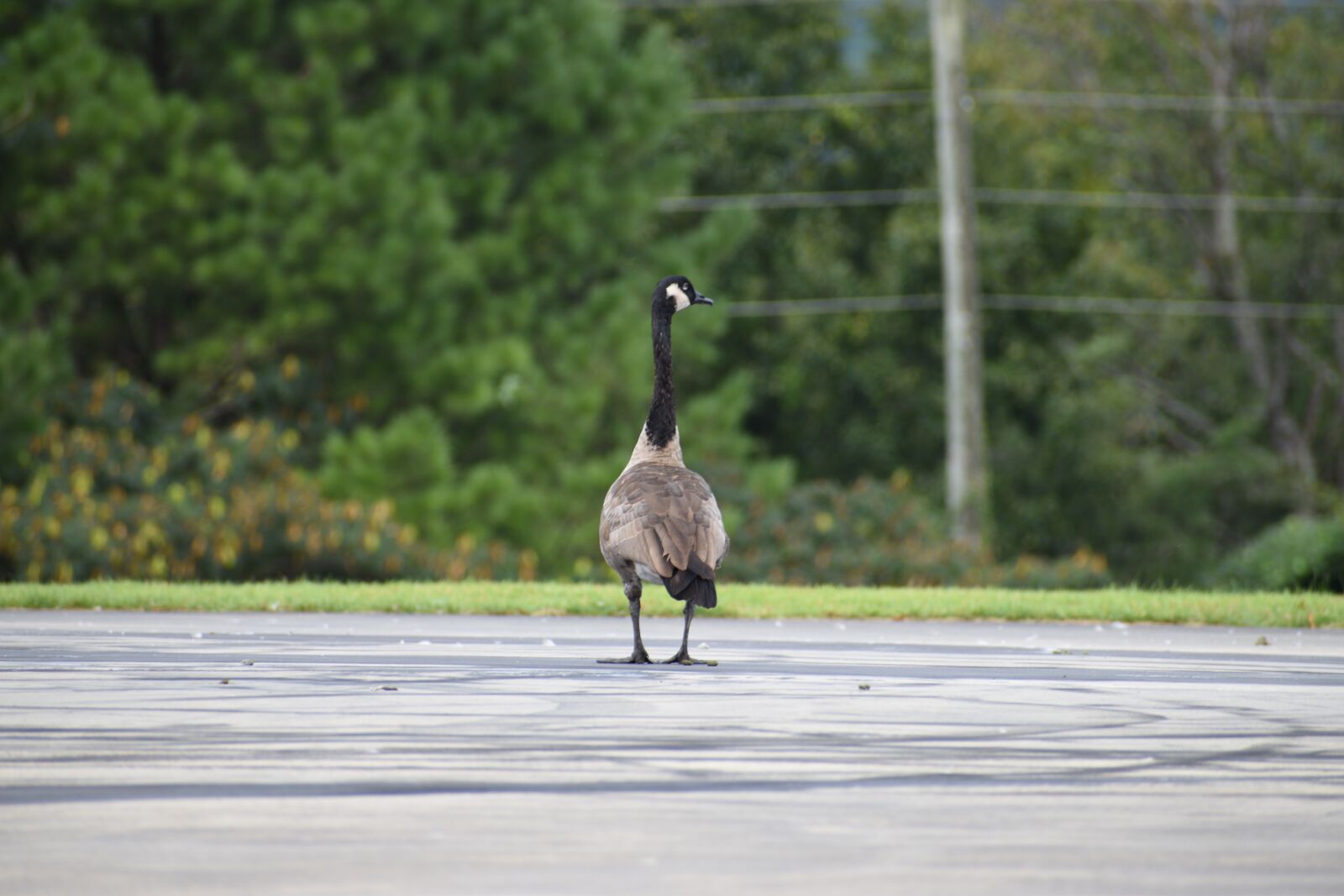 Nikon D3500 sample photo. Goose, geese, bird photography